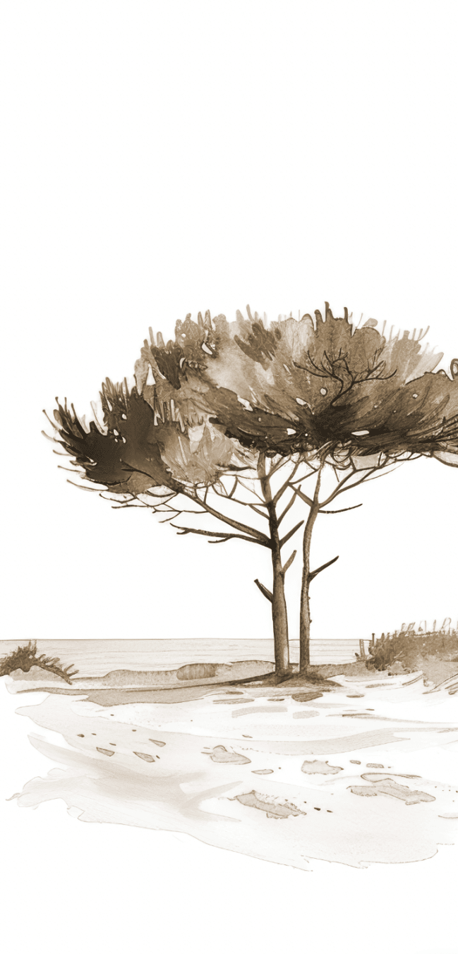 Les Pins de la Plage Sépia