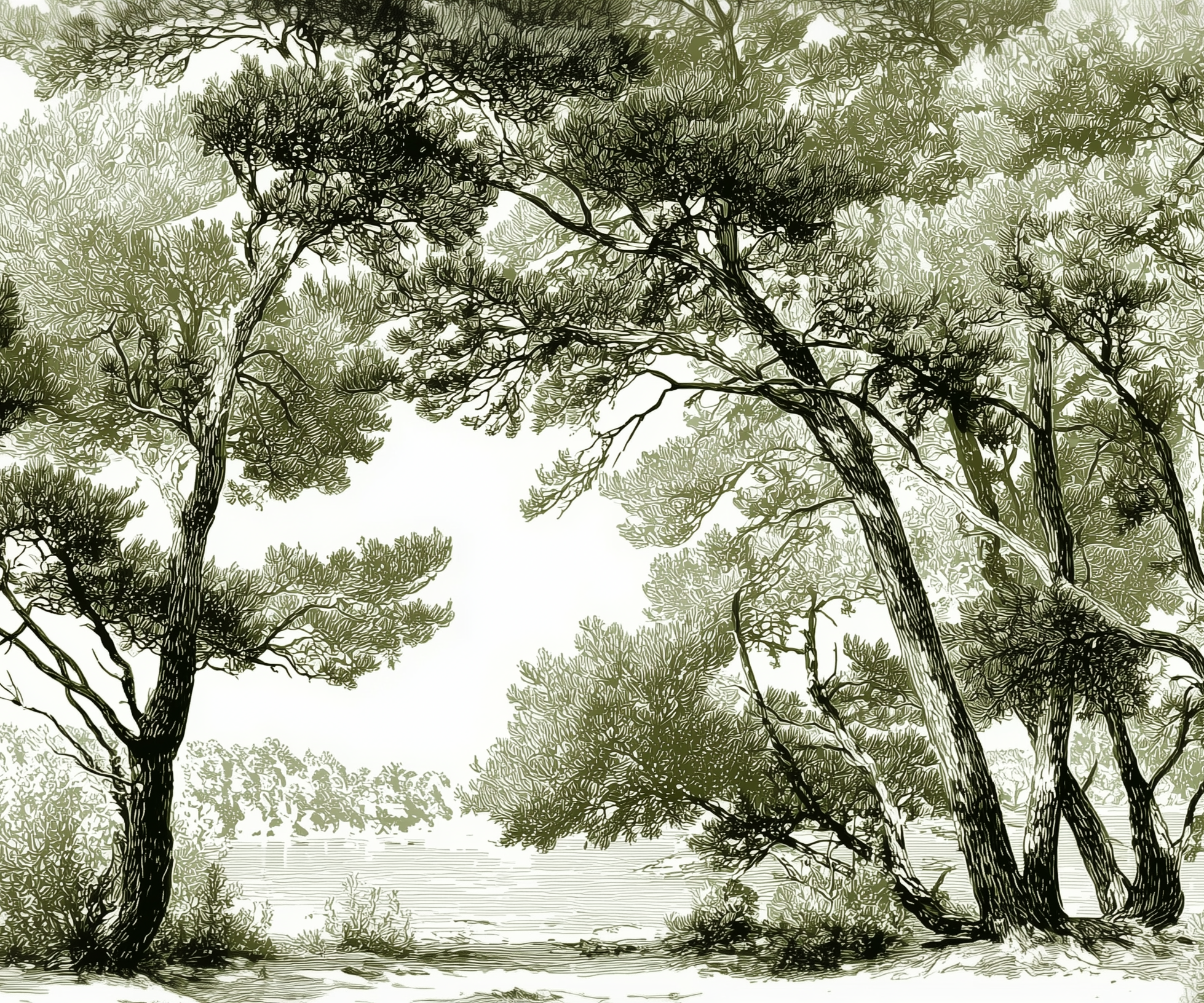 Les pins du lac