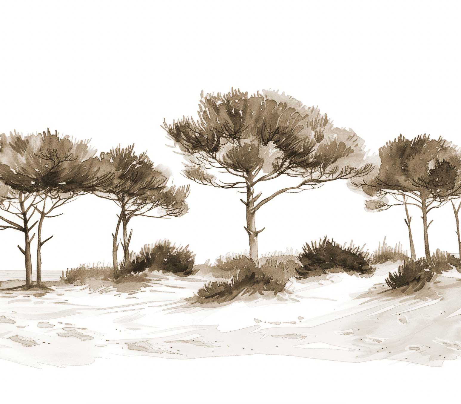 Les Pins de la Plage Sépia