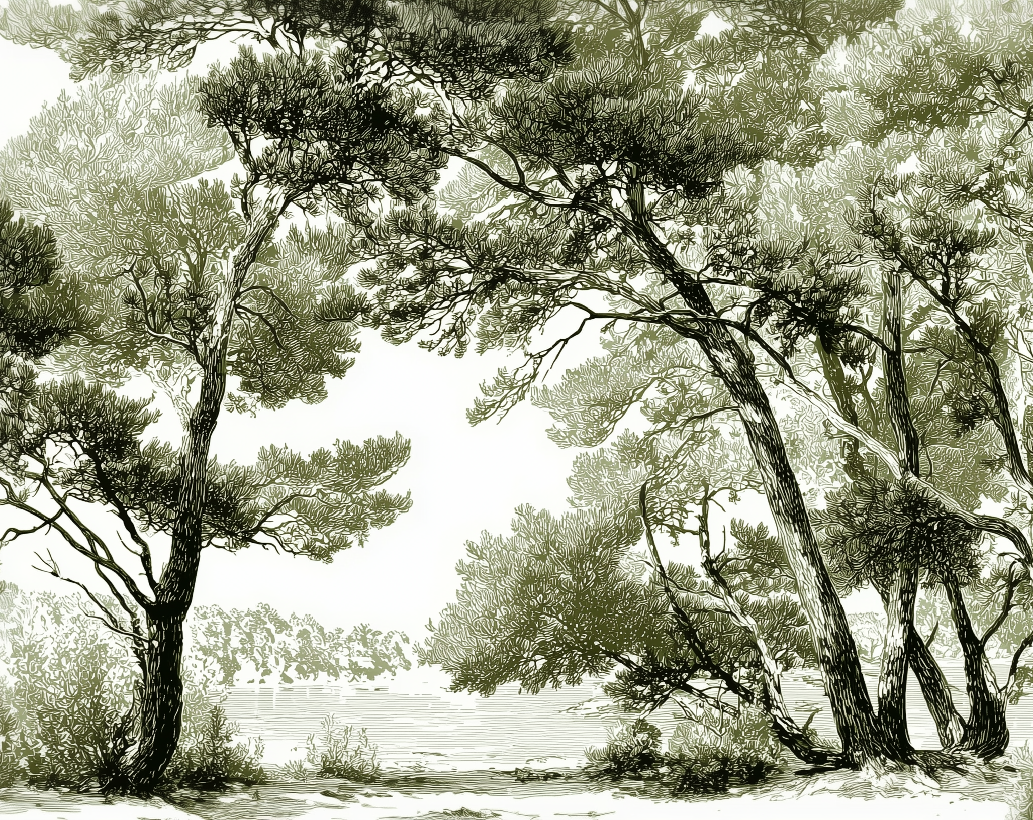 Les pins du lac