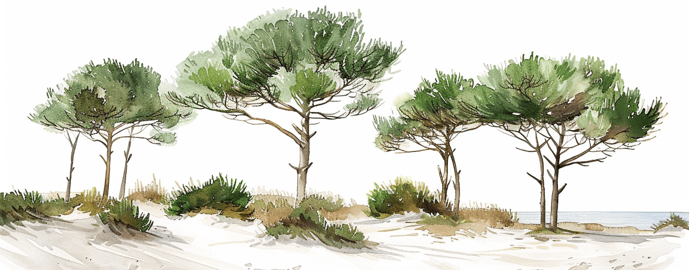 Les Pins de la Plage