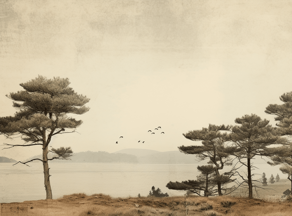 Paysage de Pins Sépia
