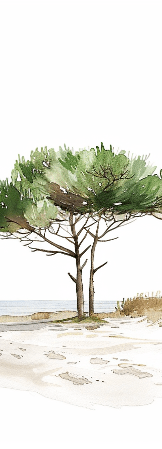 Les Pins de la Plage