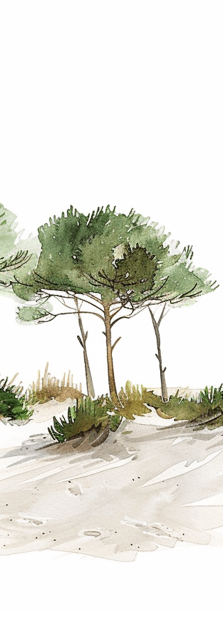 Les Pins de la Plage