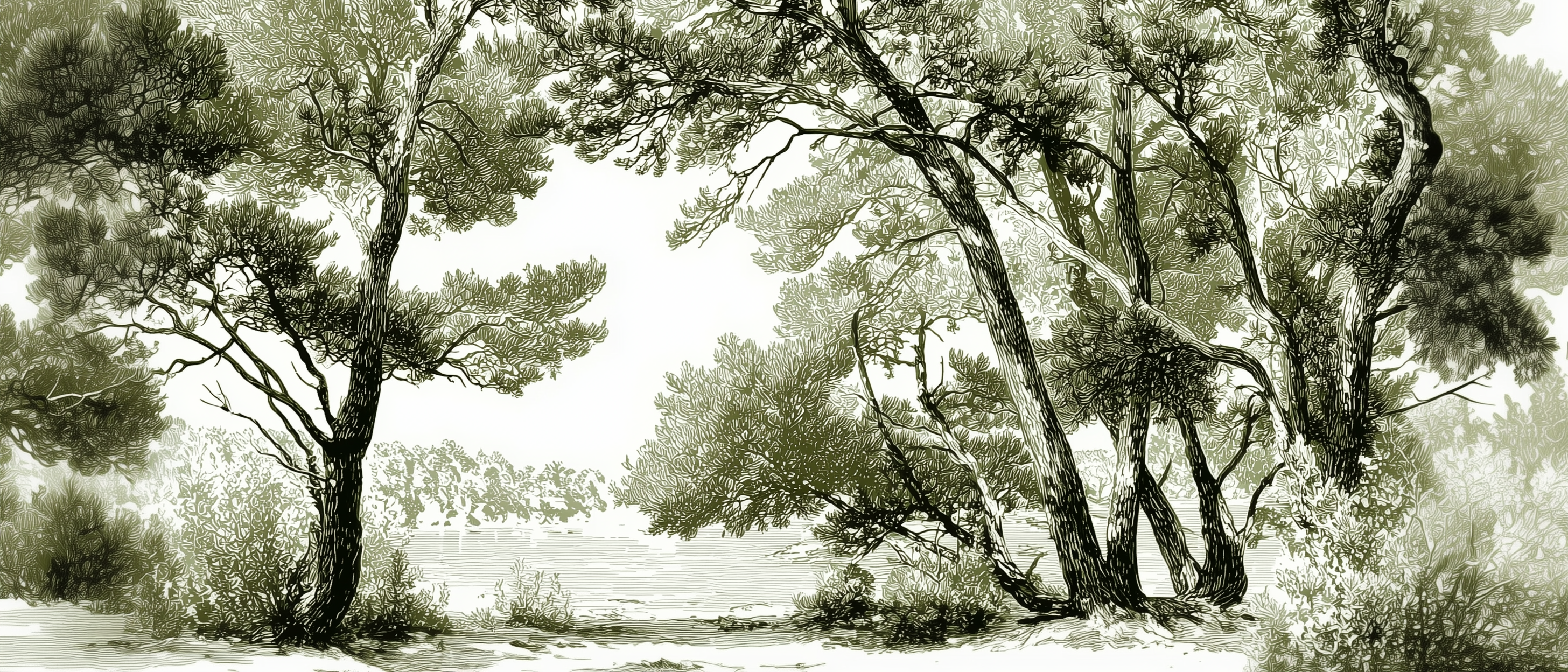 Les pins du lac
