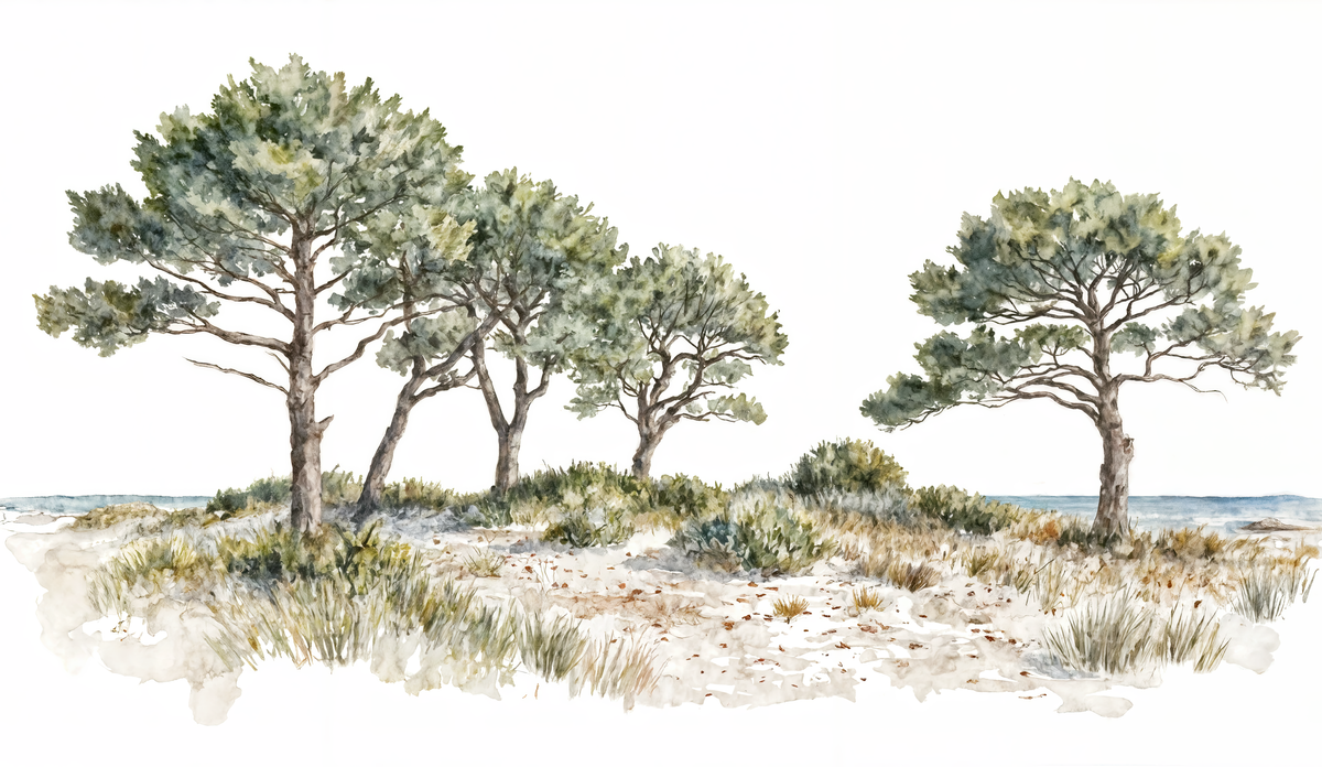 Brise des dunes