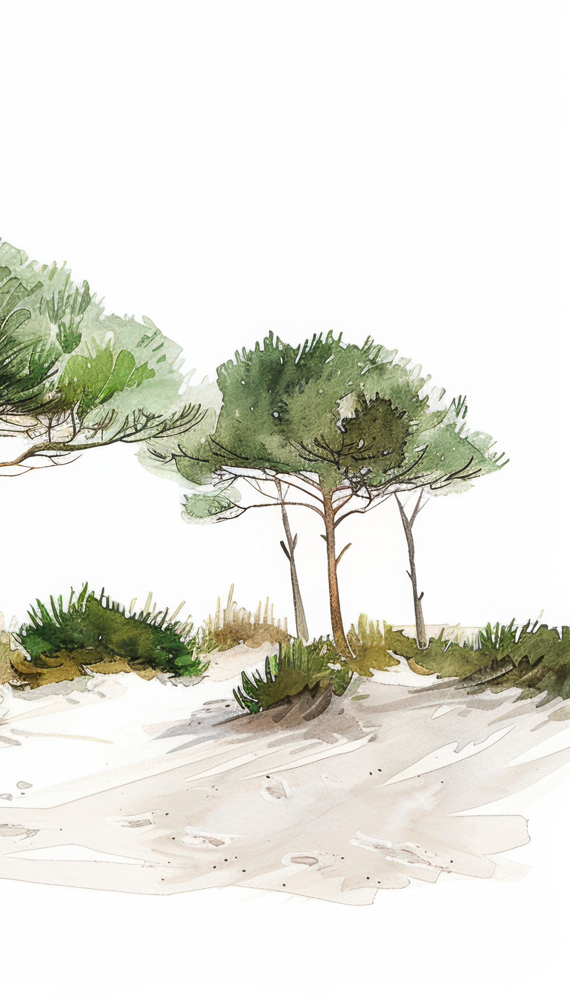 The Beach Pines