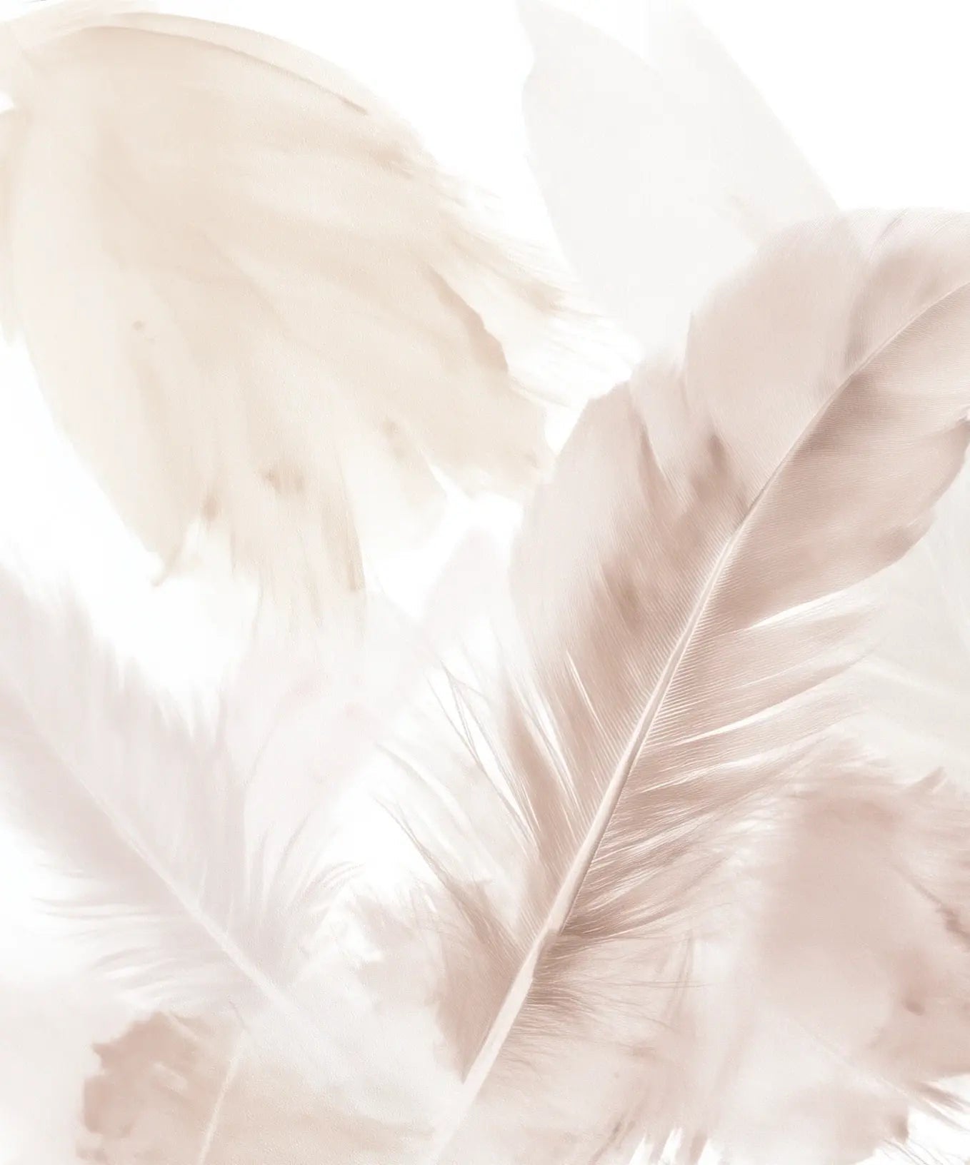 Douceur suspendue - Papier peint panoramique plumes pastel en nuances beiges