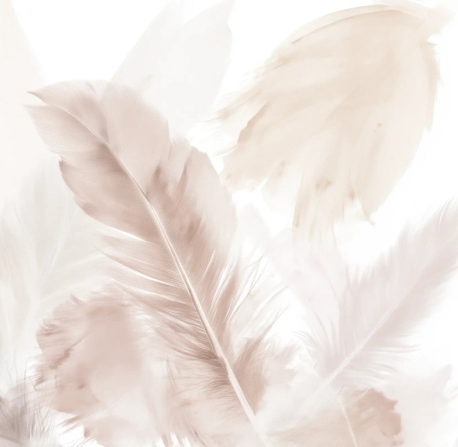 Douceur suspendue - Papier peint panoramique plumes pastel en nuances beiges - Illulart: Papier peint panoramique
