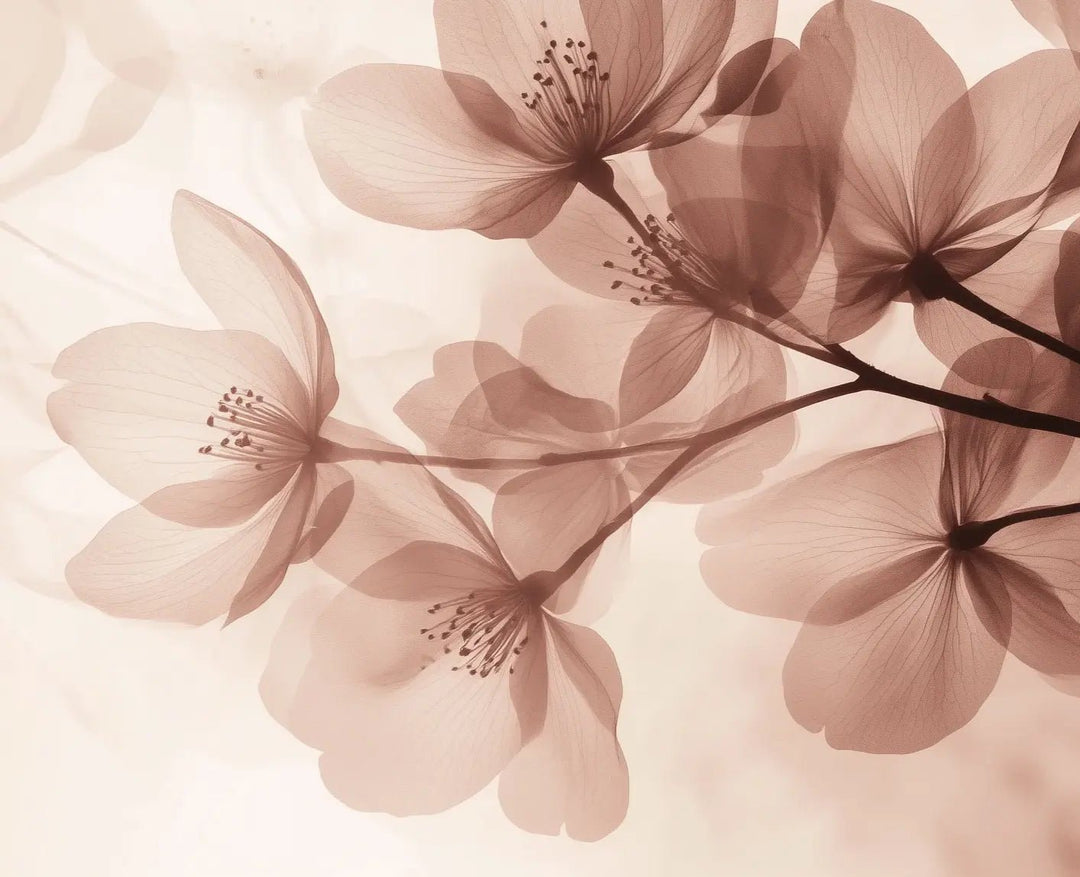 Éclosion Poudrée - Papier Peint Panoramique Floral Doux et Élégant - Illulart: Papier peint panoramique