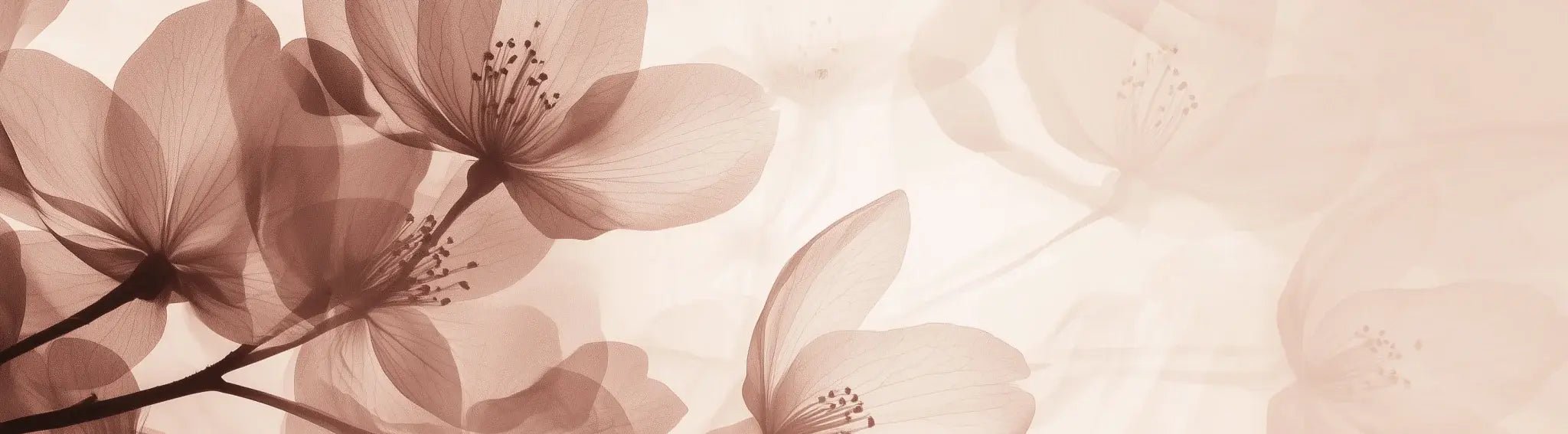 Éclosion Poudrée - Papier Peint Panoramique Floral Doux et Élégant - Illulart: Papier peint panoramique