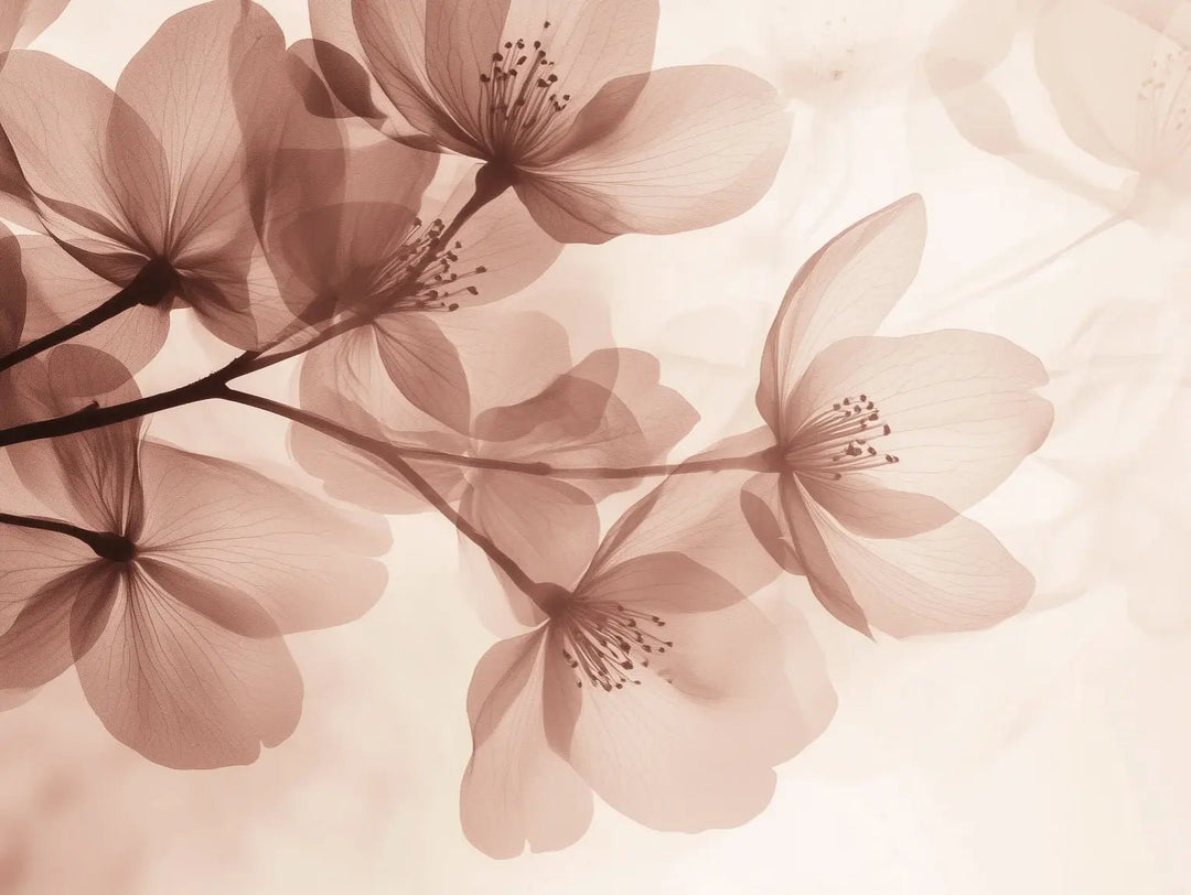 Éclosion Poudrée - Papier Peint Panoramique Floral Doux et Élégant - Illulart: Papier peint panoramique