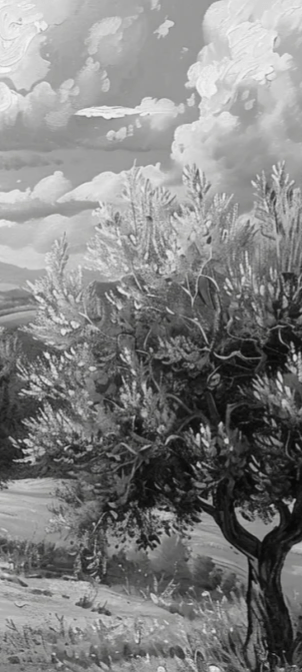 Élégance des Oliviers – Papier Peint Panoramique Noir et Blanc - Illulart: Papier peint panoramique