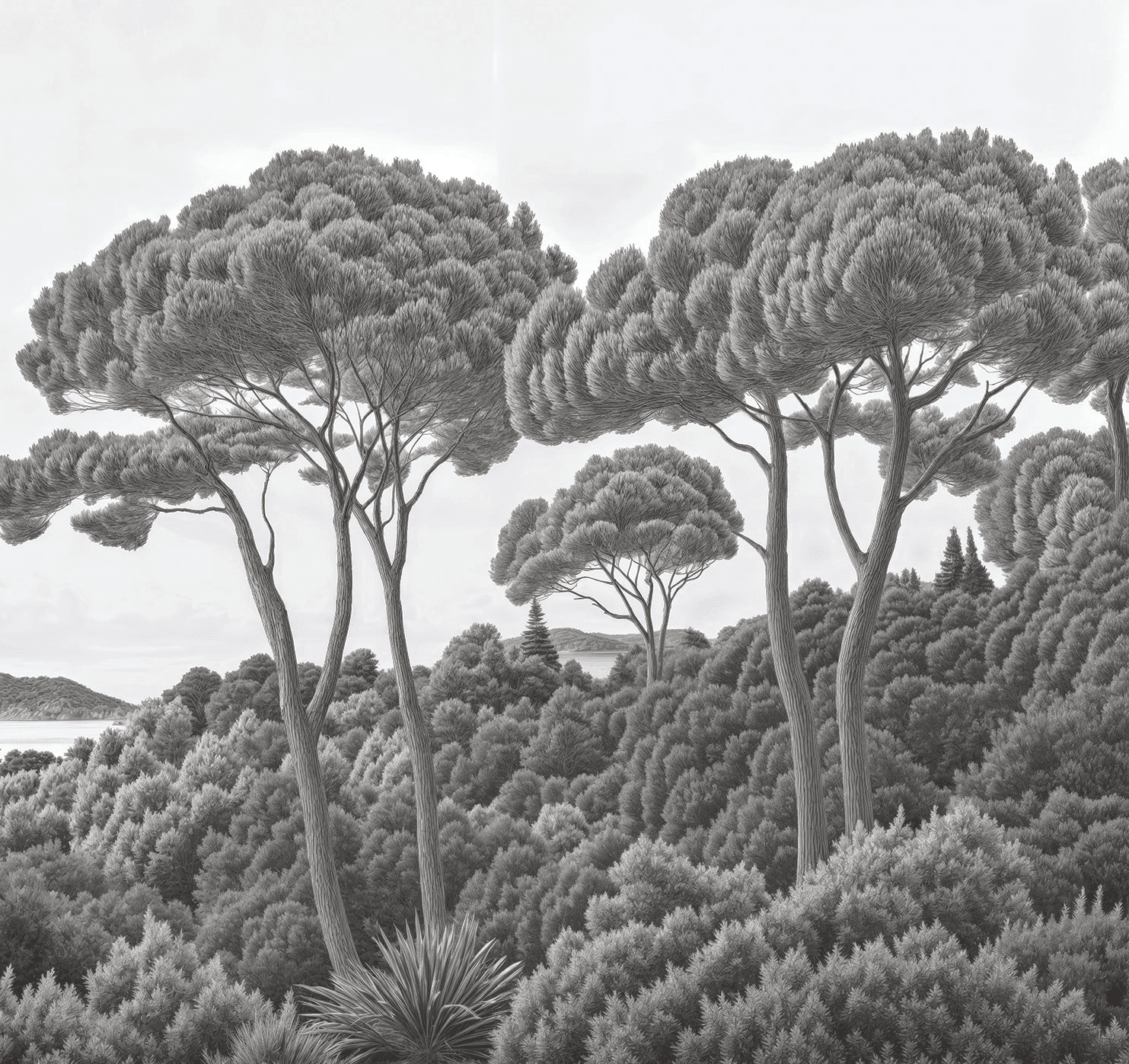 Entre pins et mer noir et blanc - Illulart: Papier peint panoramique