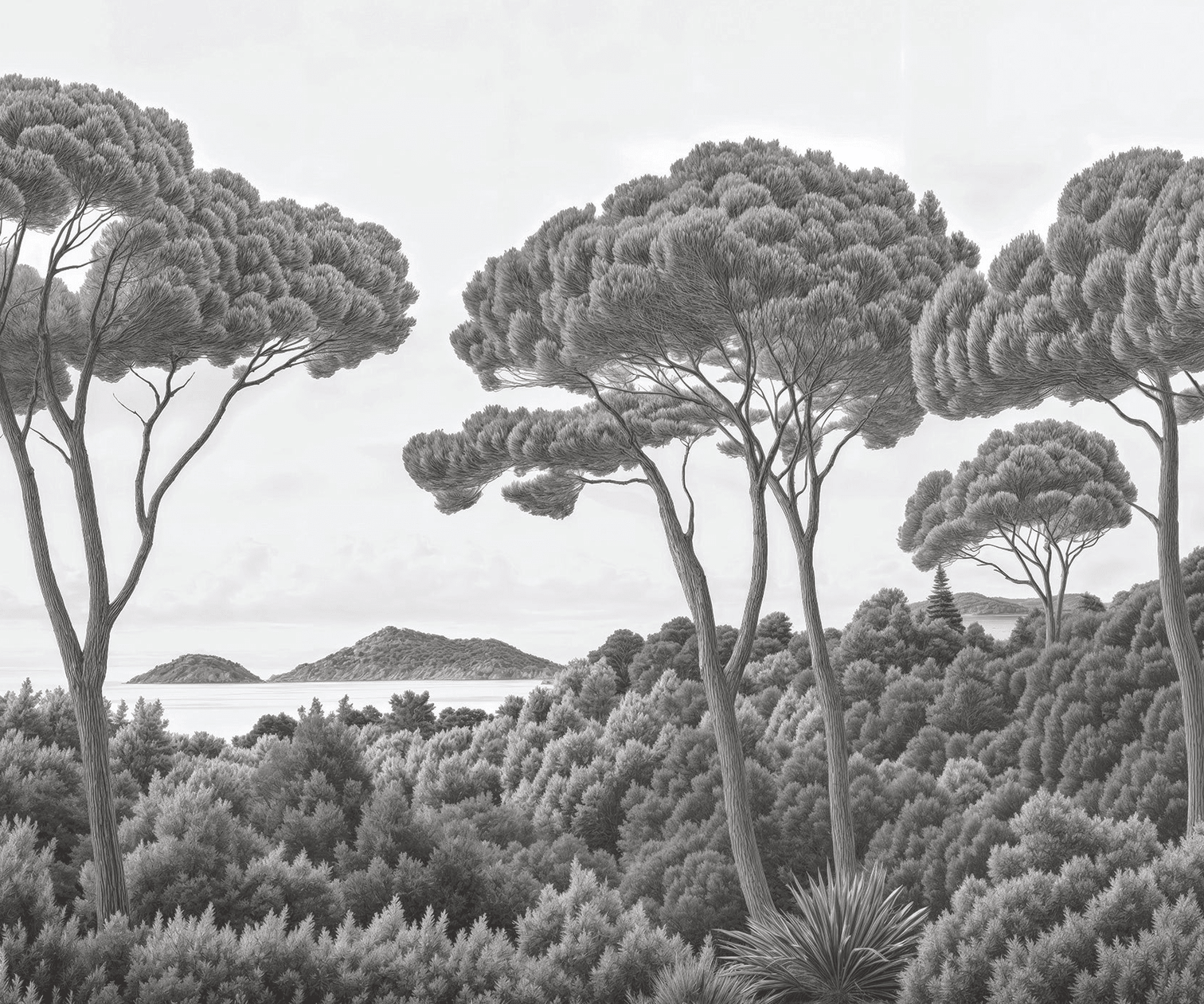 Entre pins et mer noir et blanc - Illulart: Papier peint panoramique