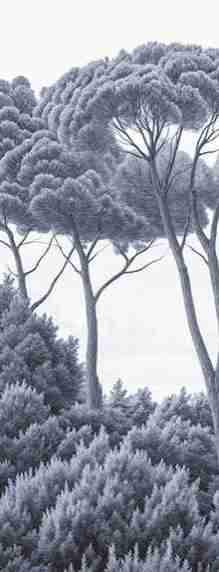 Entre pins et mer – Papier peint forêt méditerranéenne en cyanotype - Illulart: Papier peint panoramique