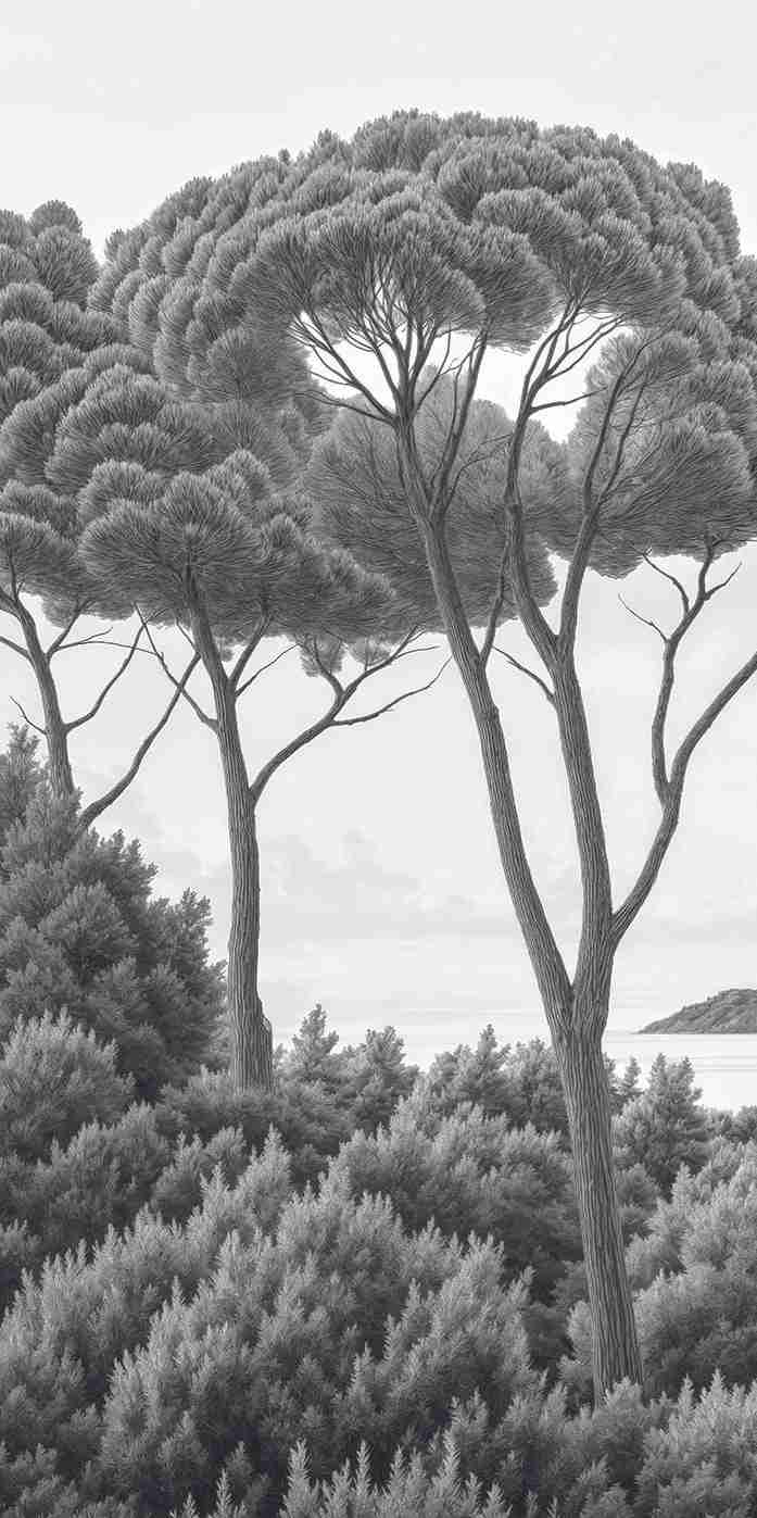 Entre pins et mer – Papier peint forêt méditerranéenne en noir et blanc - Illulart: Papier peint panoramique