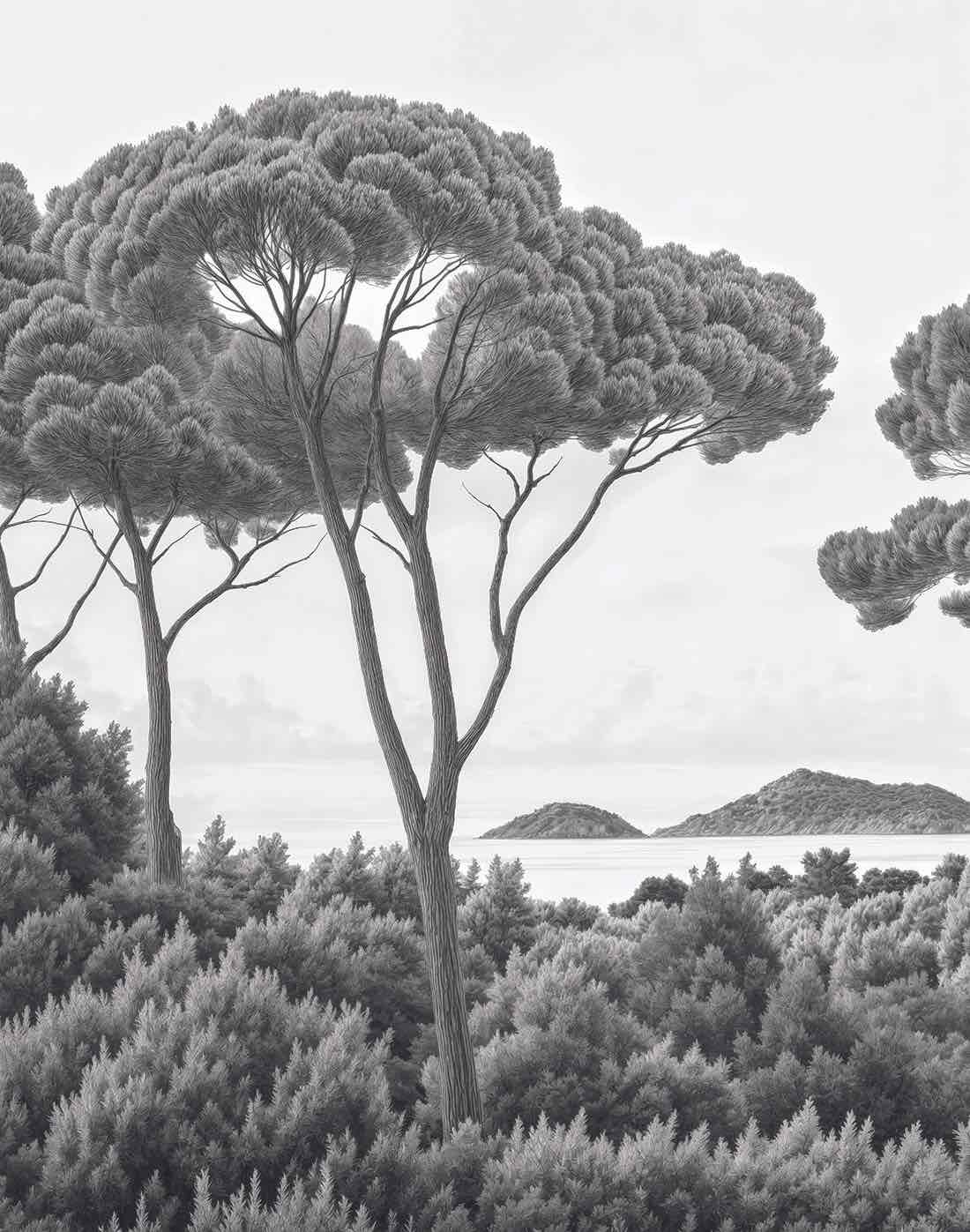 Entre pins et mer – Papier peint forêt méditerranéenne en noir et blanc