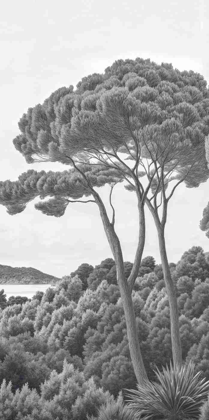Entre pins et mer – Papier peint forêt méditerranéenne en noir et blanc - Illulart: Papier peint panoramique