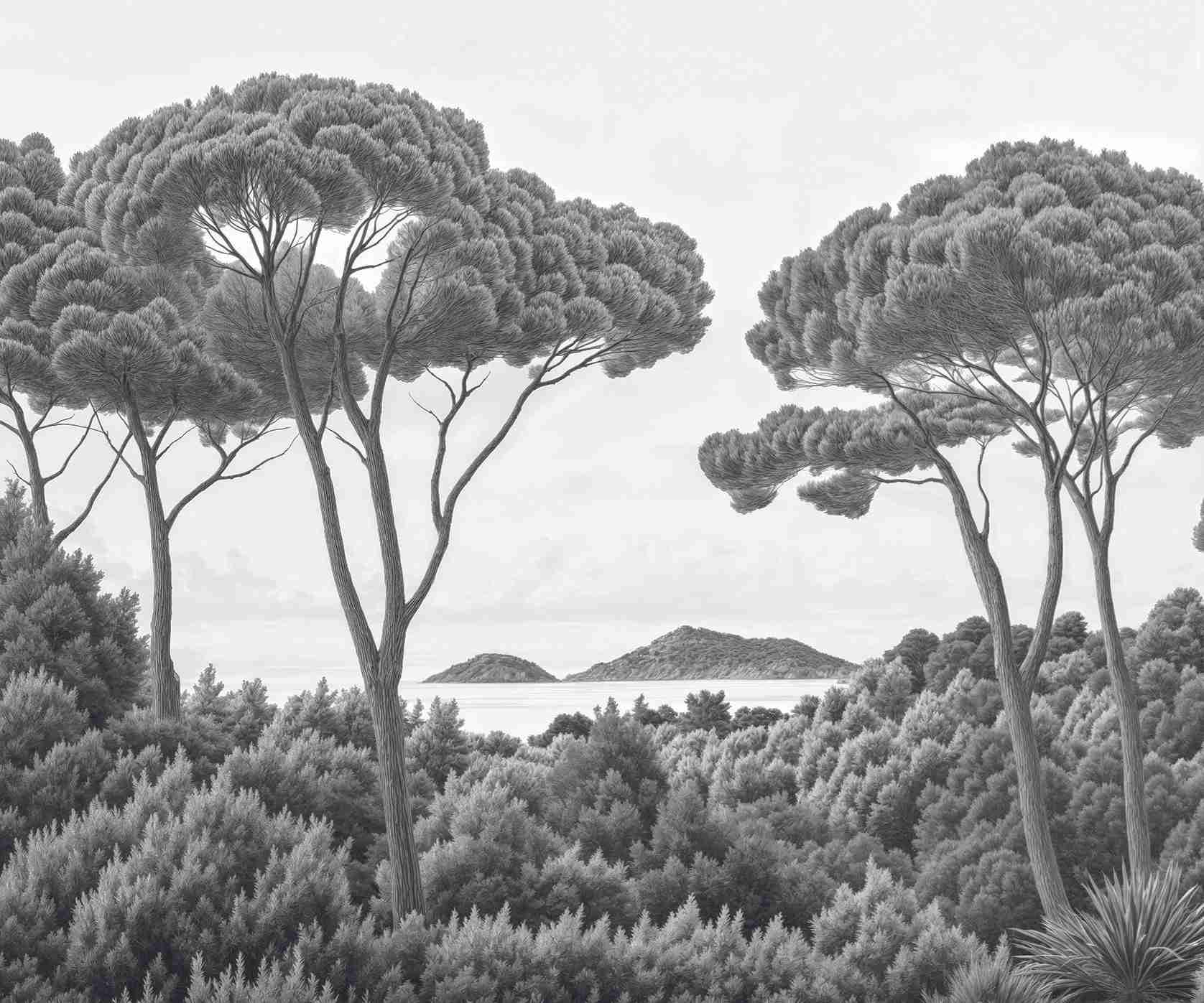 Entre pins et mer – Papier peint forêt méditerranéenne en noir et blanc - Illulart: Papier peint panoramique