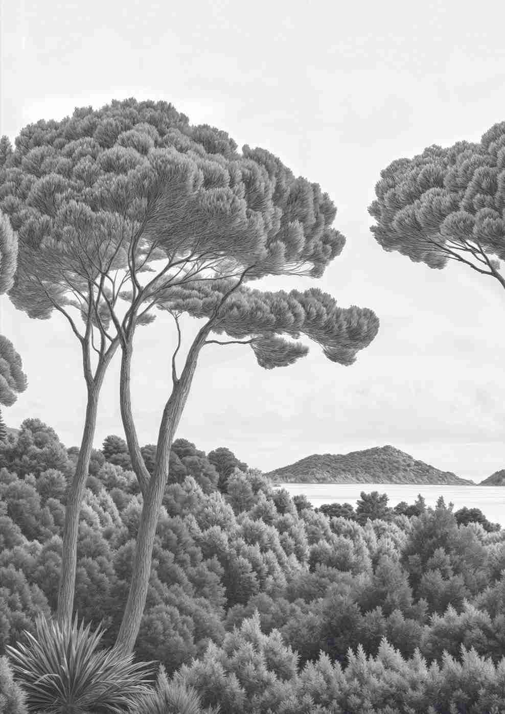 Entre pins et mer – Papier peint forêt méditerranéenne en noir et blanc - Illulart: Papier peint panoramique