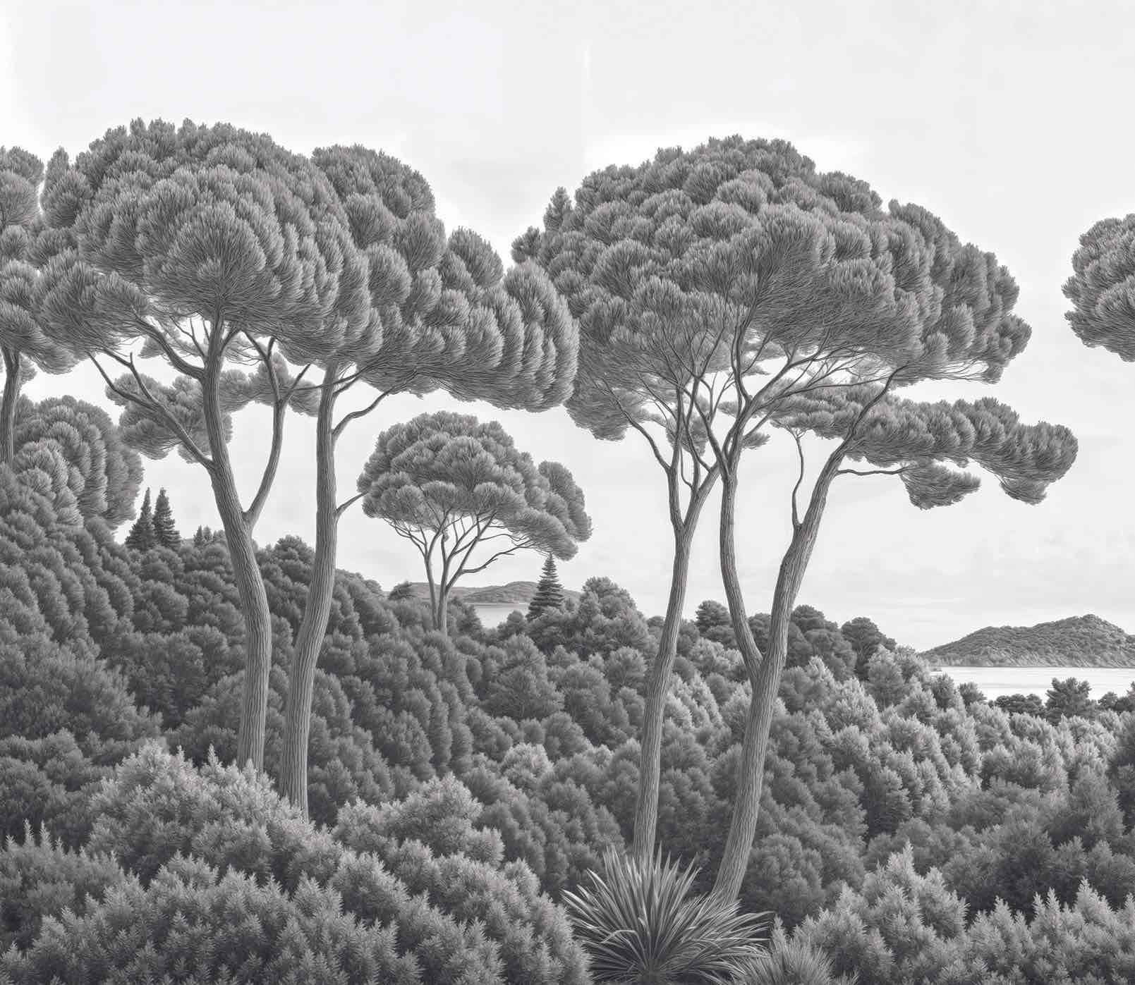 Entre pins et mer – Papier peint forêt méditerranéenne en noir et blanc - Illulart: Papier peint panoramique