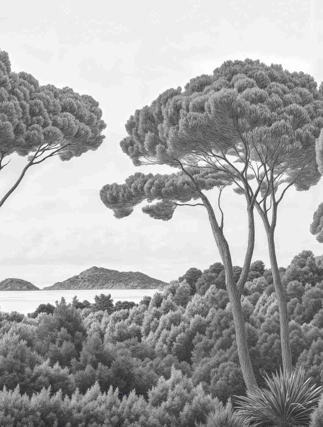 Entre pins et mer – Papier peint forêt méditerranéenne en noir et blanc - Illulart: Papier peint panoramique