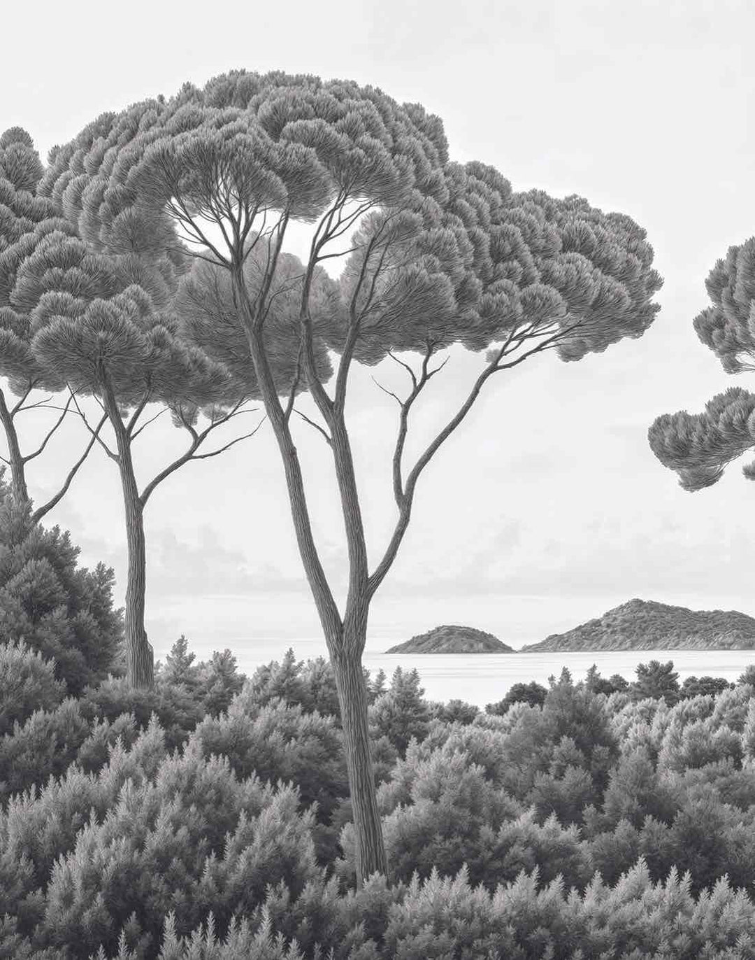 Entre pins et mer – Papier peint forêt méditerranéenne en noir et blanc - Illulart: Papier peint panoramique