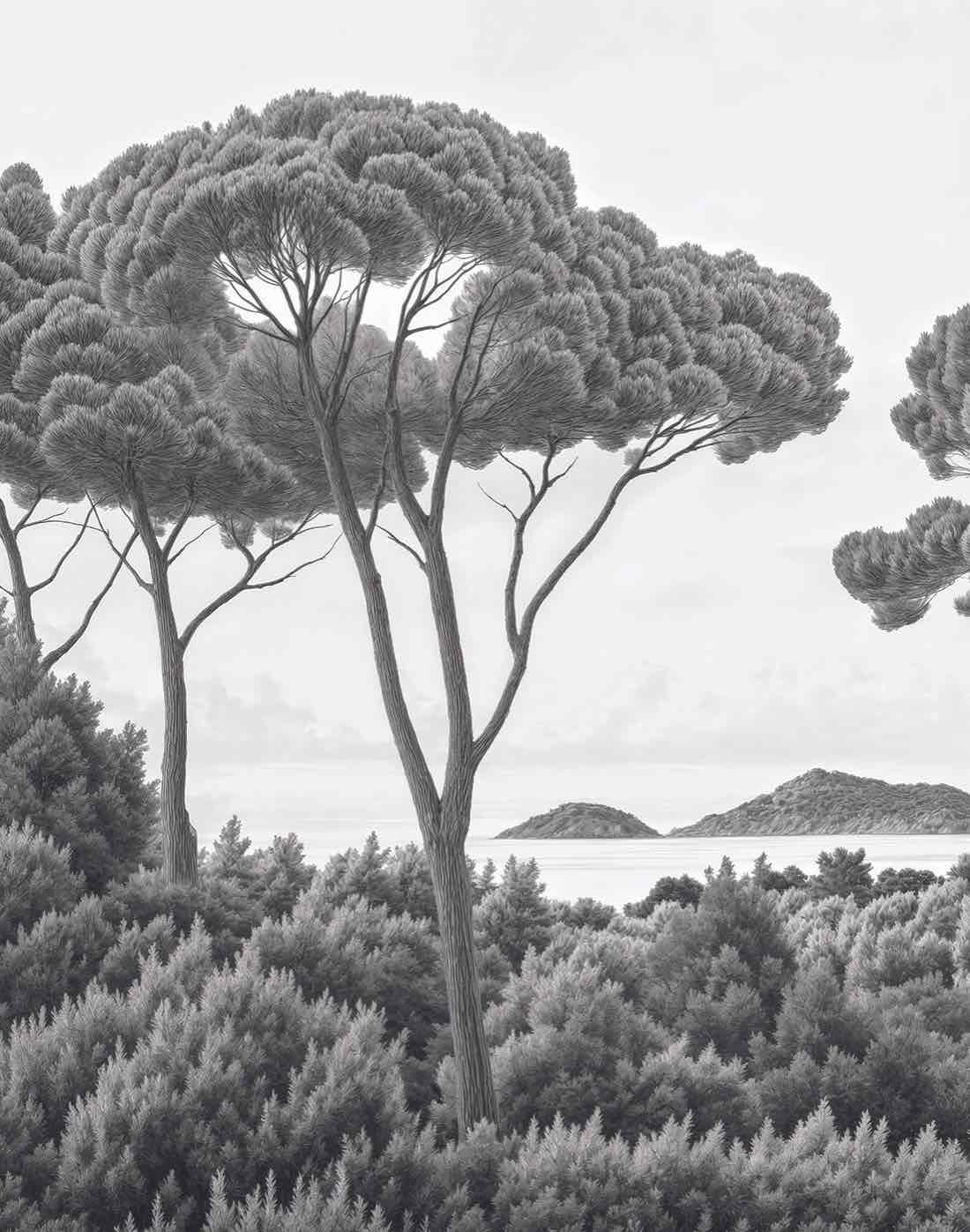 Entre pins et mer – Papier peint forêt méditerranéenne en noir et blanc