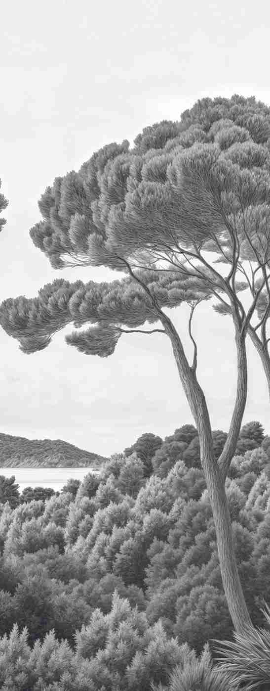 Entre pins et mer – Papier peint forêt méditerranéenne en noir et blanc