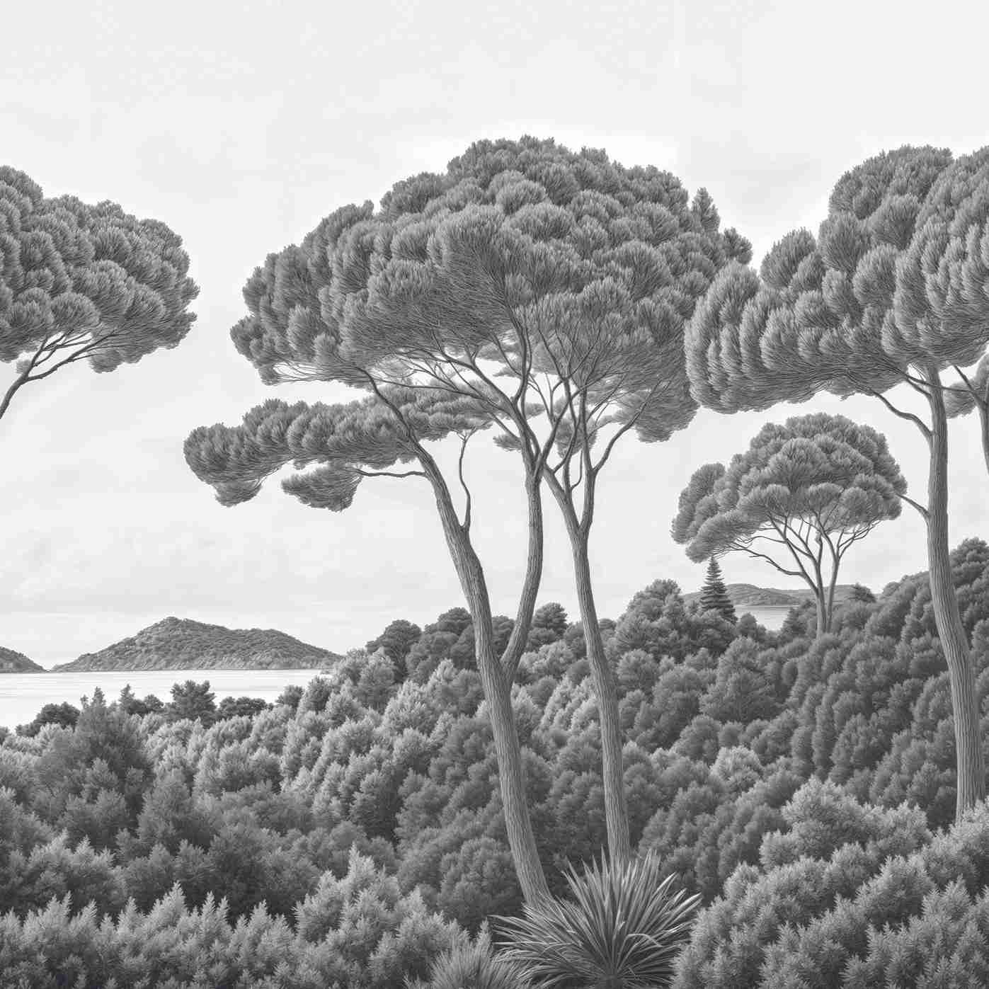 Entre pins et mer – Papier peint forêt méditerranéenne en noir et blanc - Illulart: Papier peint panoramique