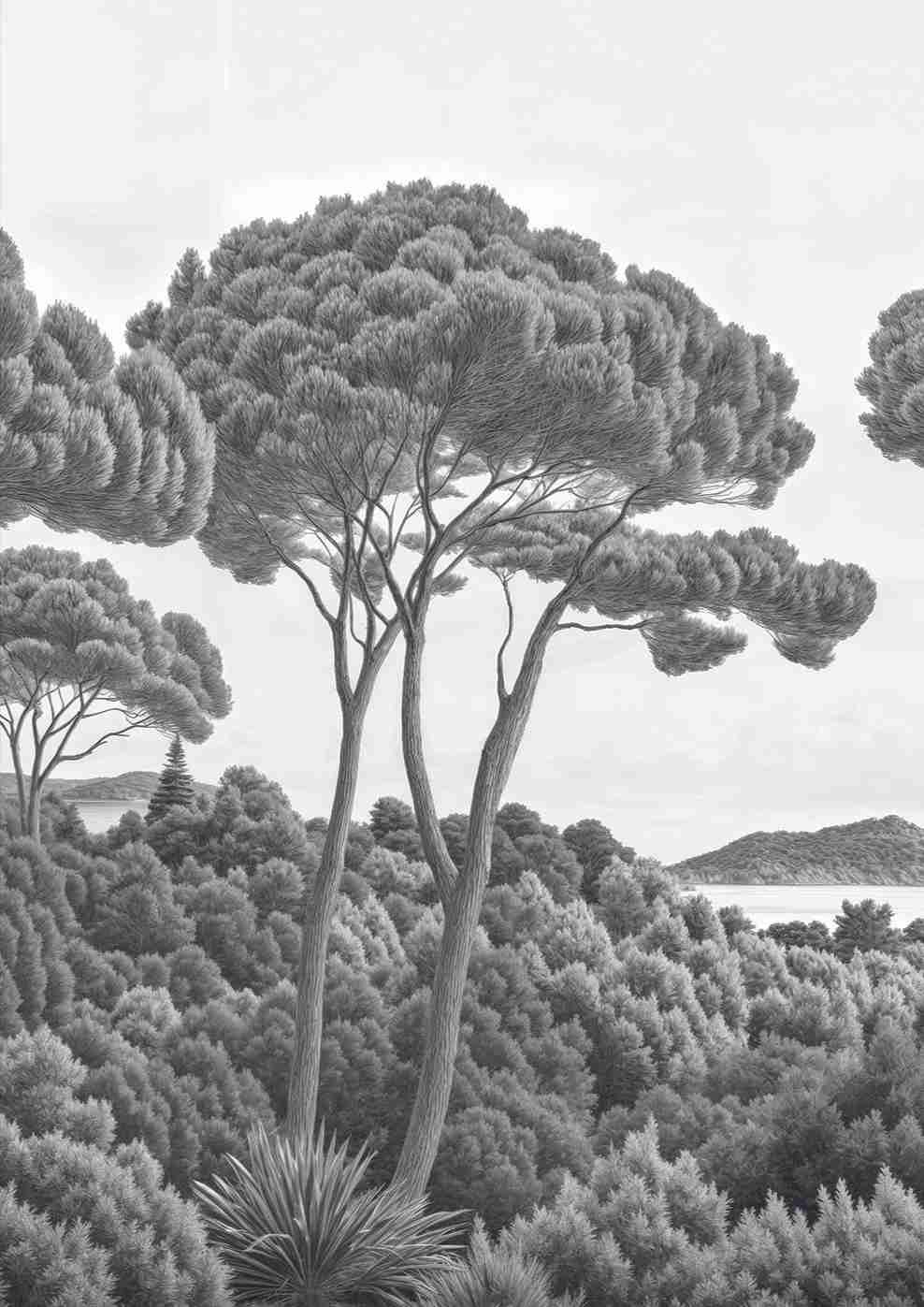 Entre pins et mer – Papier peint forêt méditerranéenne en noir et blanc - Illulart: Papier peint panoramique
