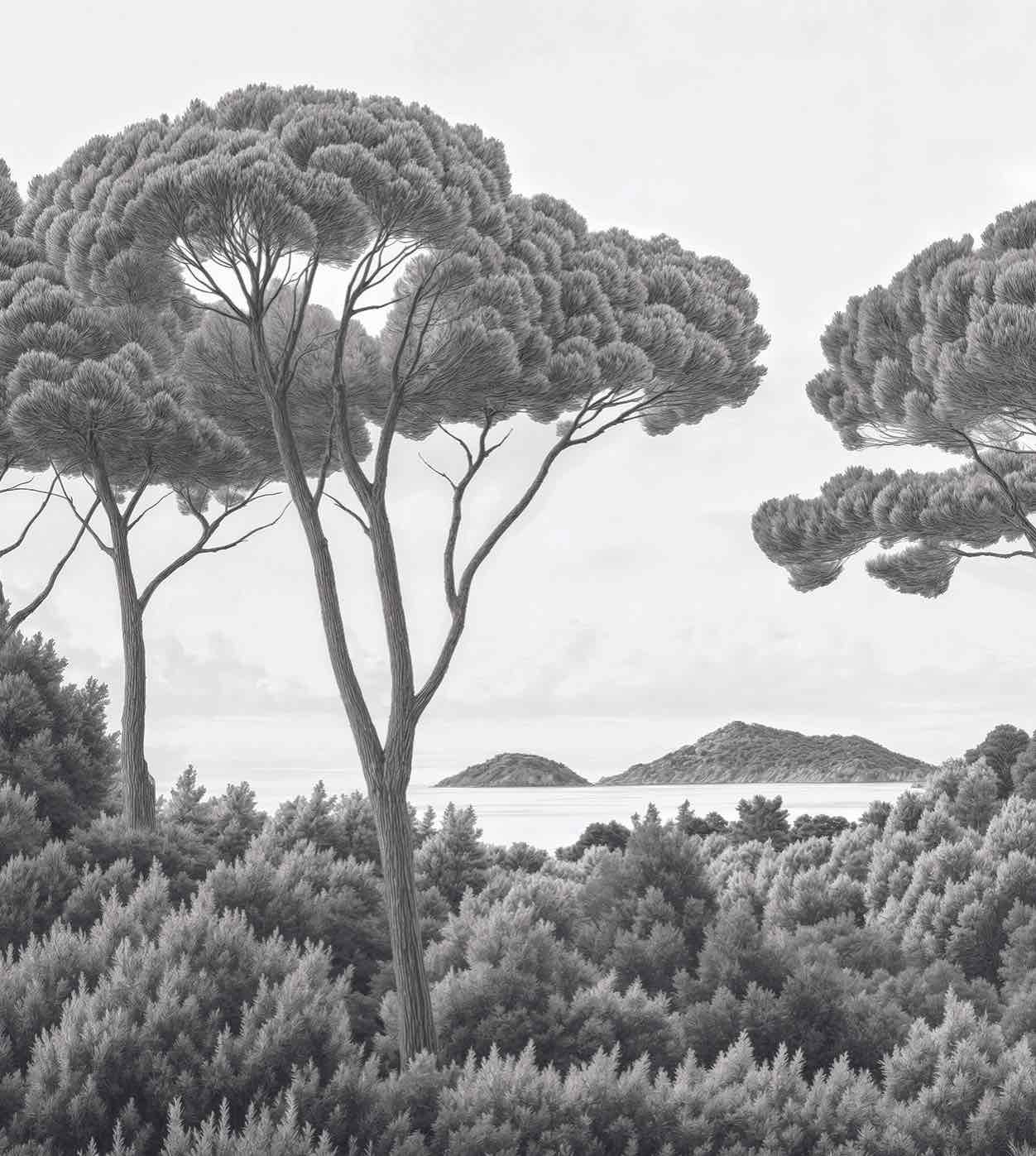 Entre pins et mer – Papier peint forêt méditerranéenne en noir et blanc - Illulart: Papier peint panoramique