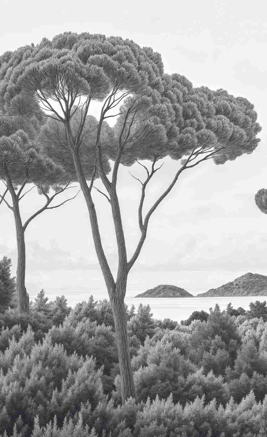 Entre pins et mer – Papier peint forêt méditerranéenne en noir et blanc - Illulart: Papier peint panoramique
