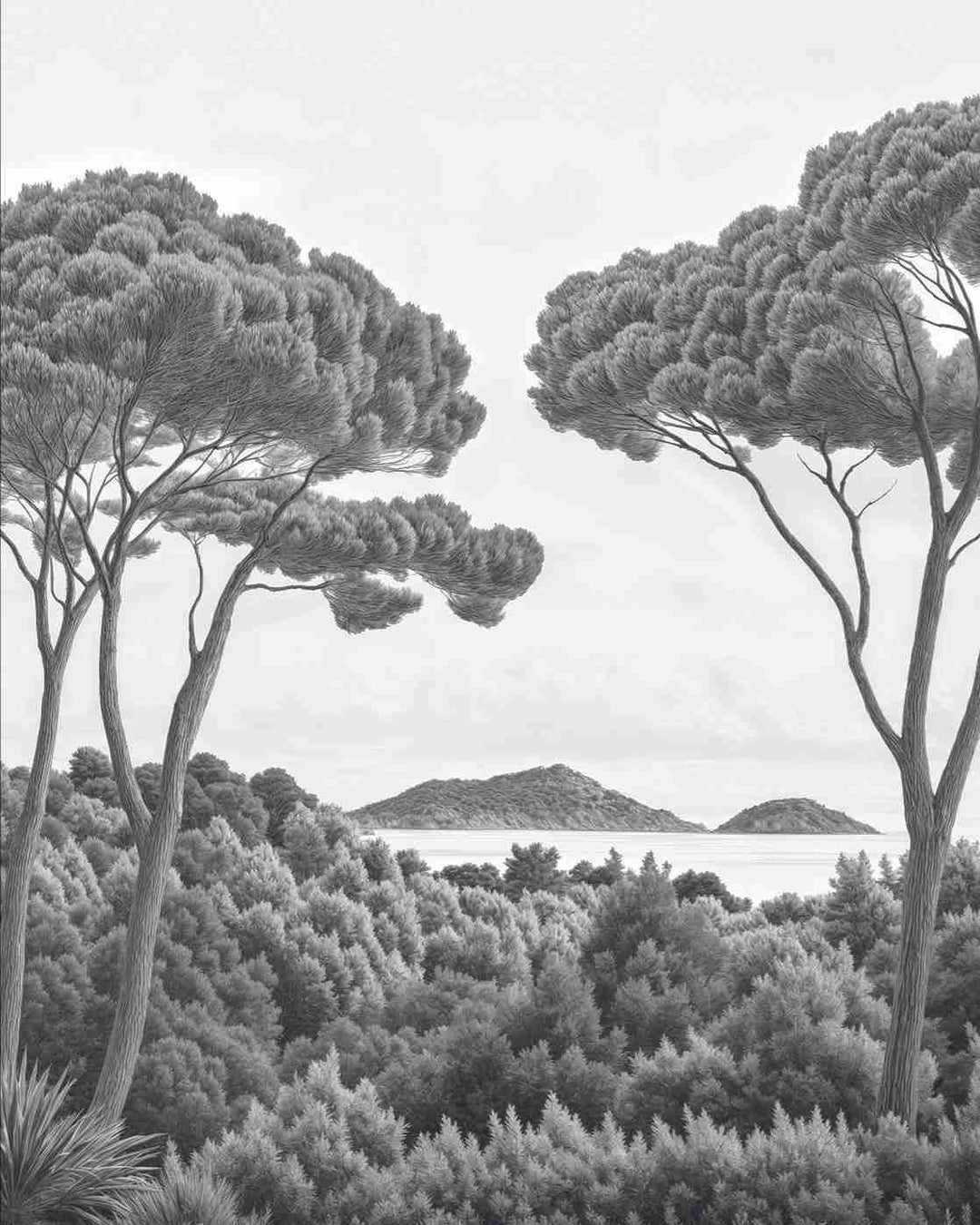 Entre pins et mer – Papier peint forêt méditerranéenne en noir et blanc - Illulart: Papier peint panoramique