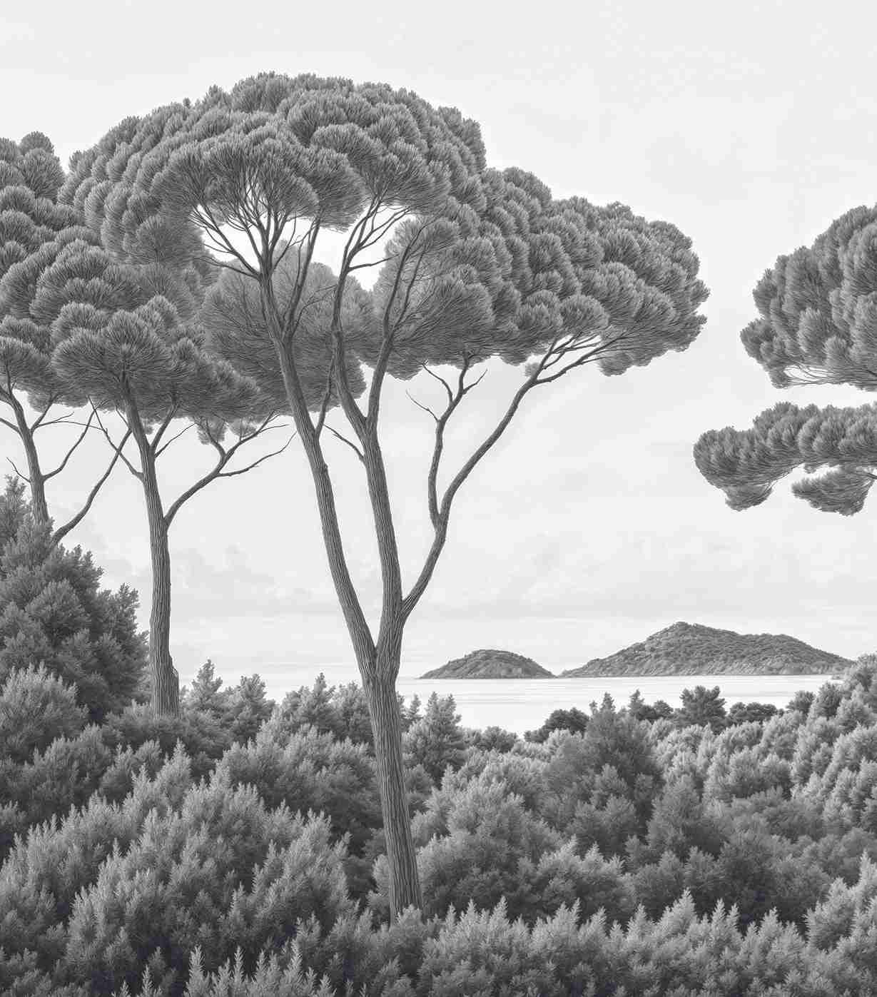 Entre pins et mer – Papier peint forêt méditerranéenne en noir et blanc - Illulart: Papier peint panoramique