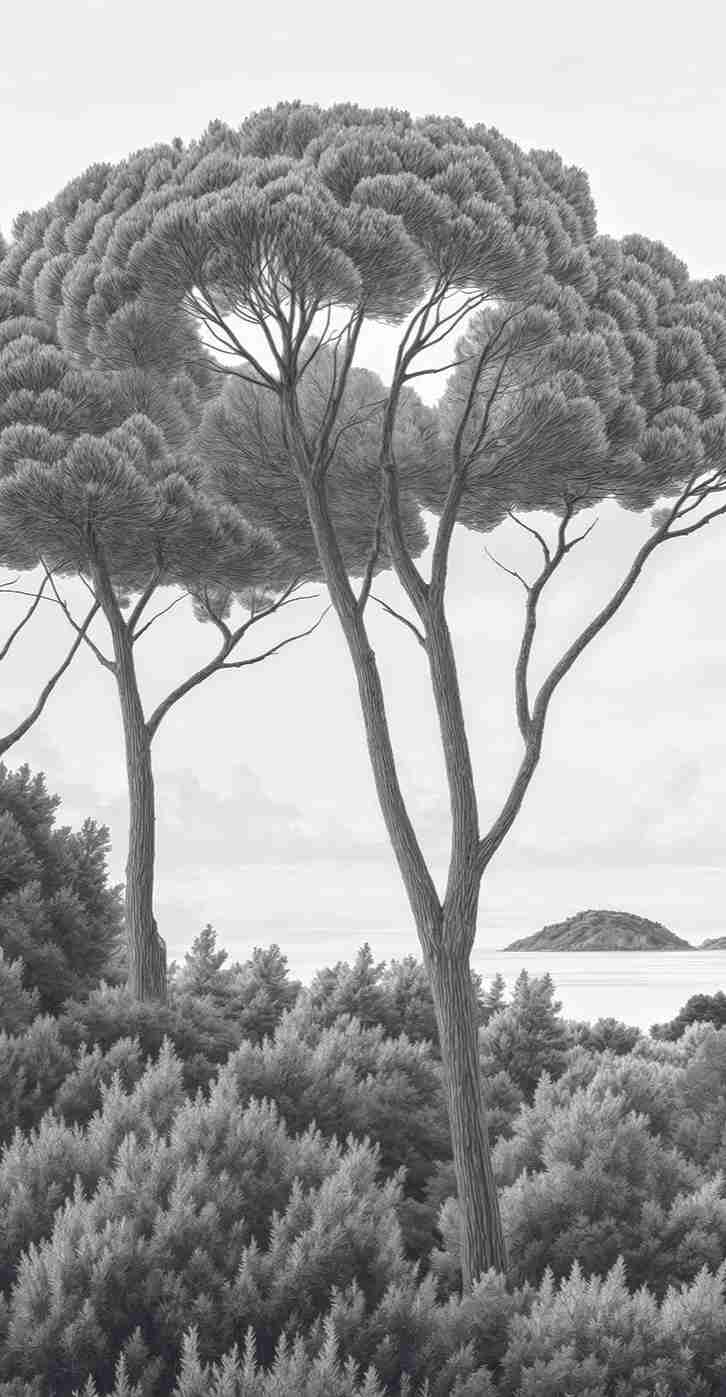 Entre pins et mer – Papier peint forêt méditerranéenne en noir et blanc - Illulart: Papier peint panoramique