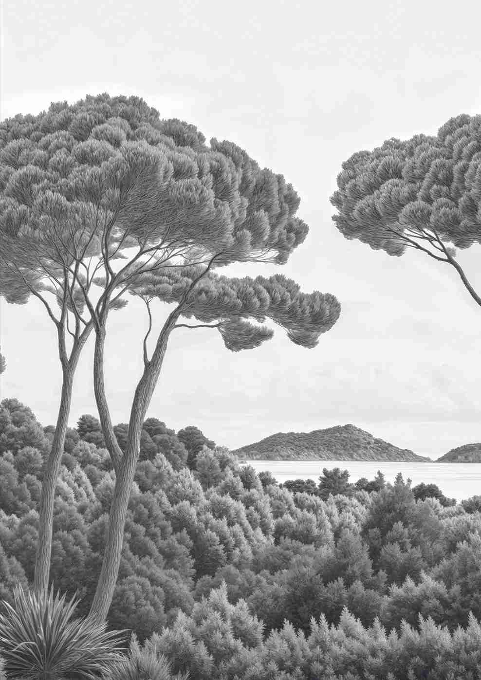Entre pins et mer – Papier peint forêt méditerranéenne en noir et blanc - Illulart: Papier peint panoramique