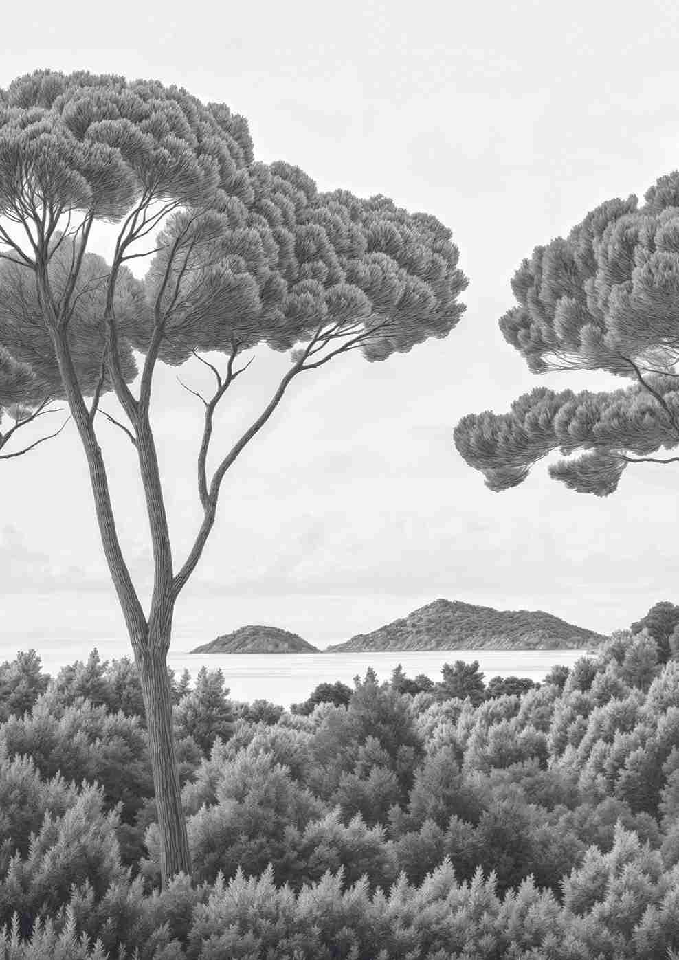 Entre pins et mer – Papier peint forêt méditerranéenne en noir et blanc - Illulart: Papier peint panoramique