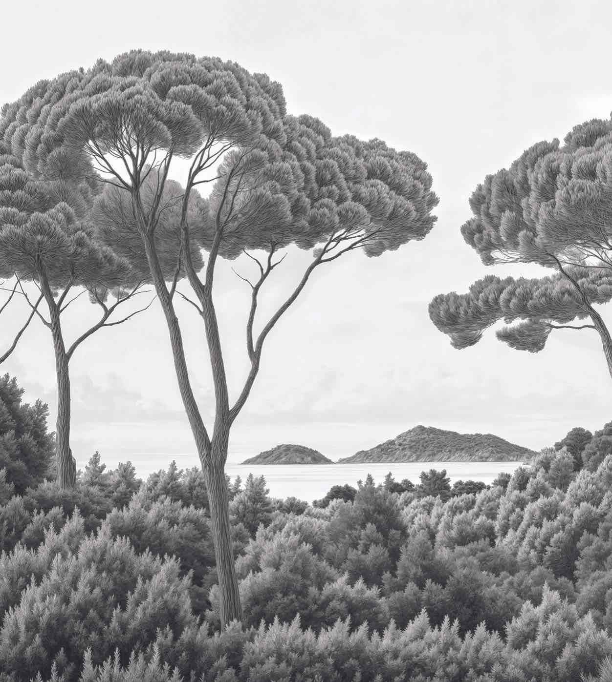Entre pins et mer – Papier peint forêt méditerranéenne en noir et blanc - Illulart: Papier peint panoramique