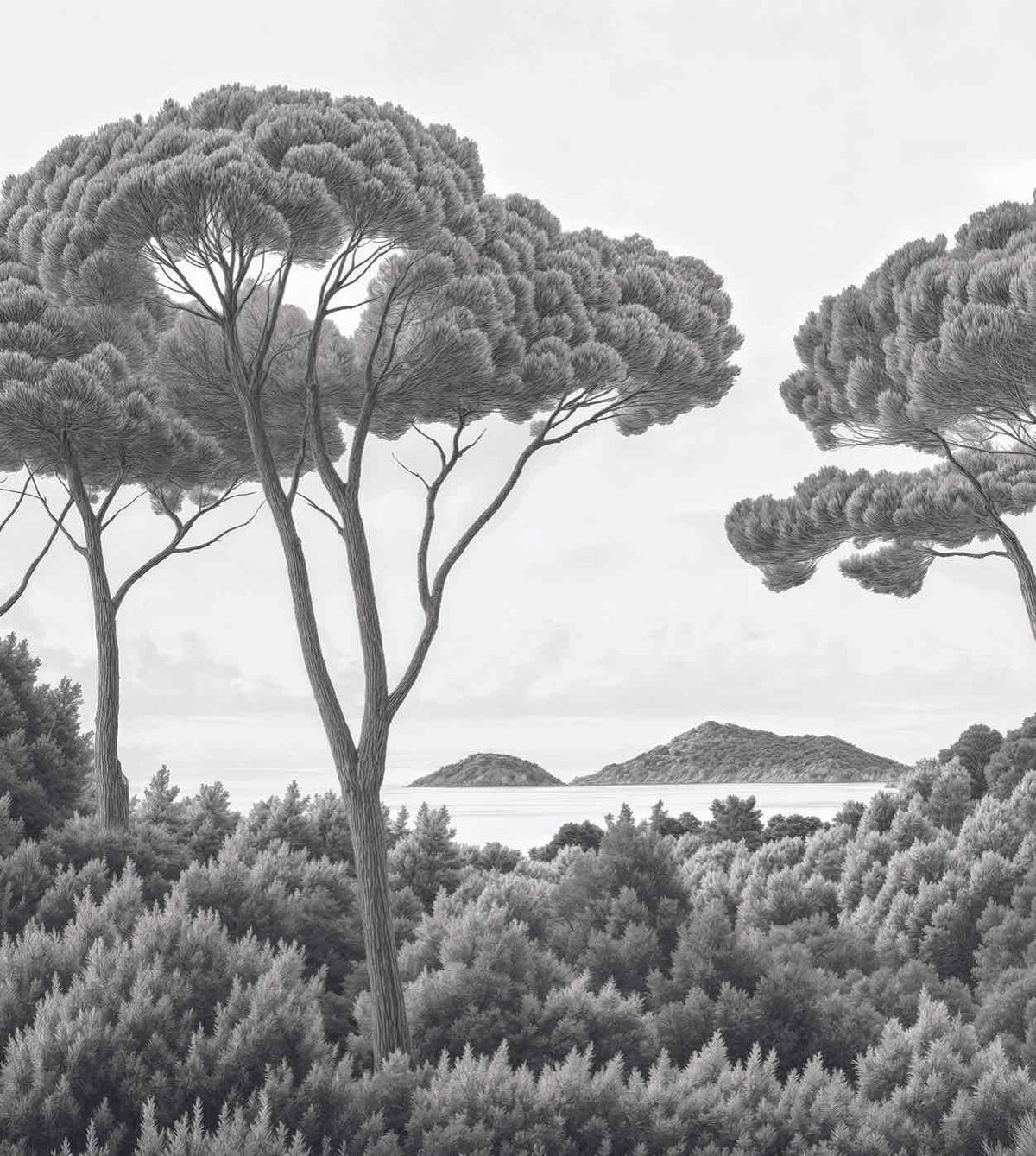 Entre pins et mer – Papier peint forêt méditerranéenne en noir et blanc - Illulart: Papier peint panoramique