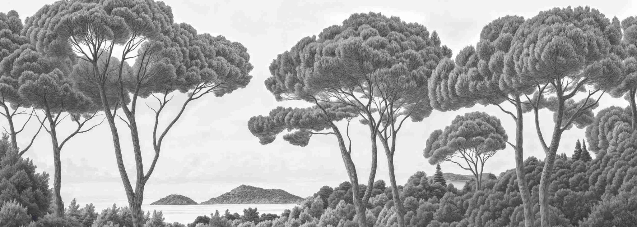 Entre pins et mer – Papier peint forêt méditerranéenne en noir et blanc - Illulart: Papier peint panoramique