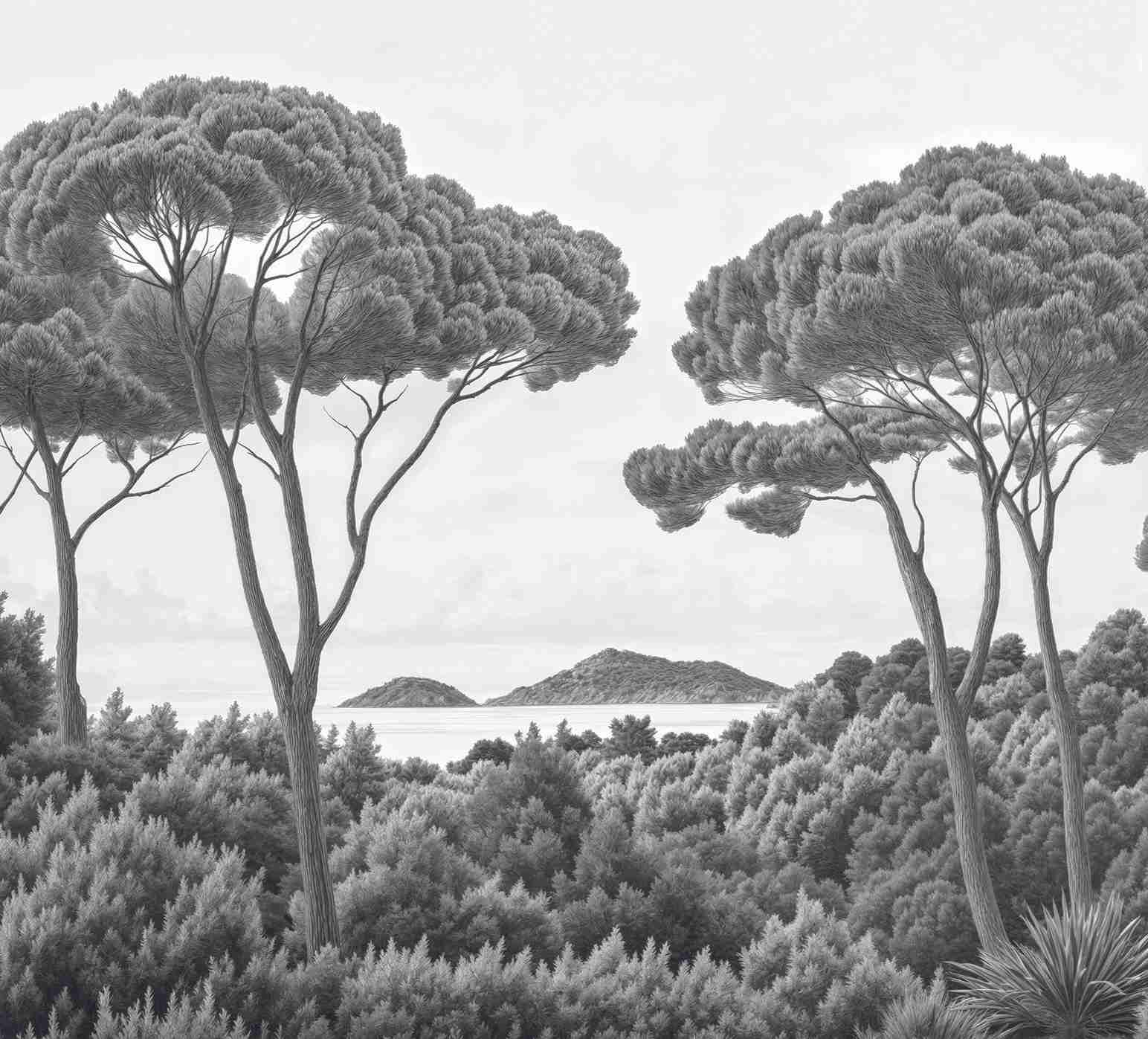 Entre pins et mer – Papier peint forêt méditerranéenne en noir et blanc - Illulart: Papier peint panoramique