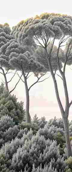 Entre pins et mer – Papier peint forêt méditerranéenne