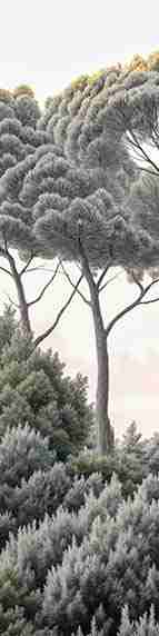 Entre pins et mer – Papier peint forêt méditerranéenne - Illulart: Papier peint panoramique