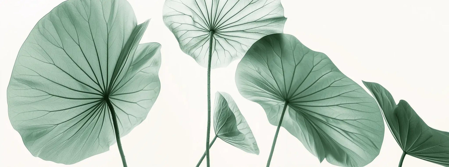 Esprit Lotus - Un Papier Peint Raffiné aux Teintes Douces - Illulart: Papier peint panoramique