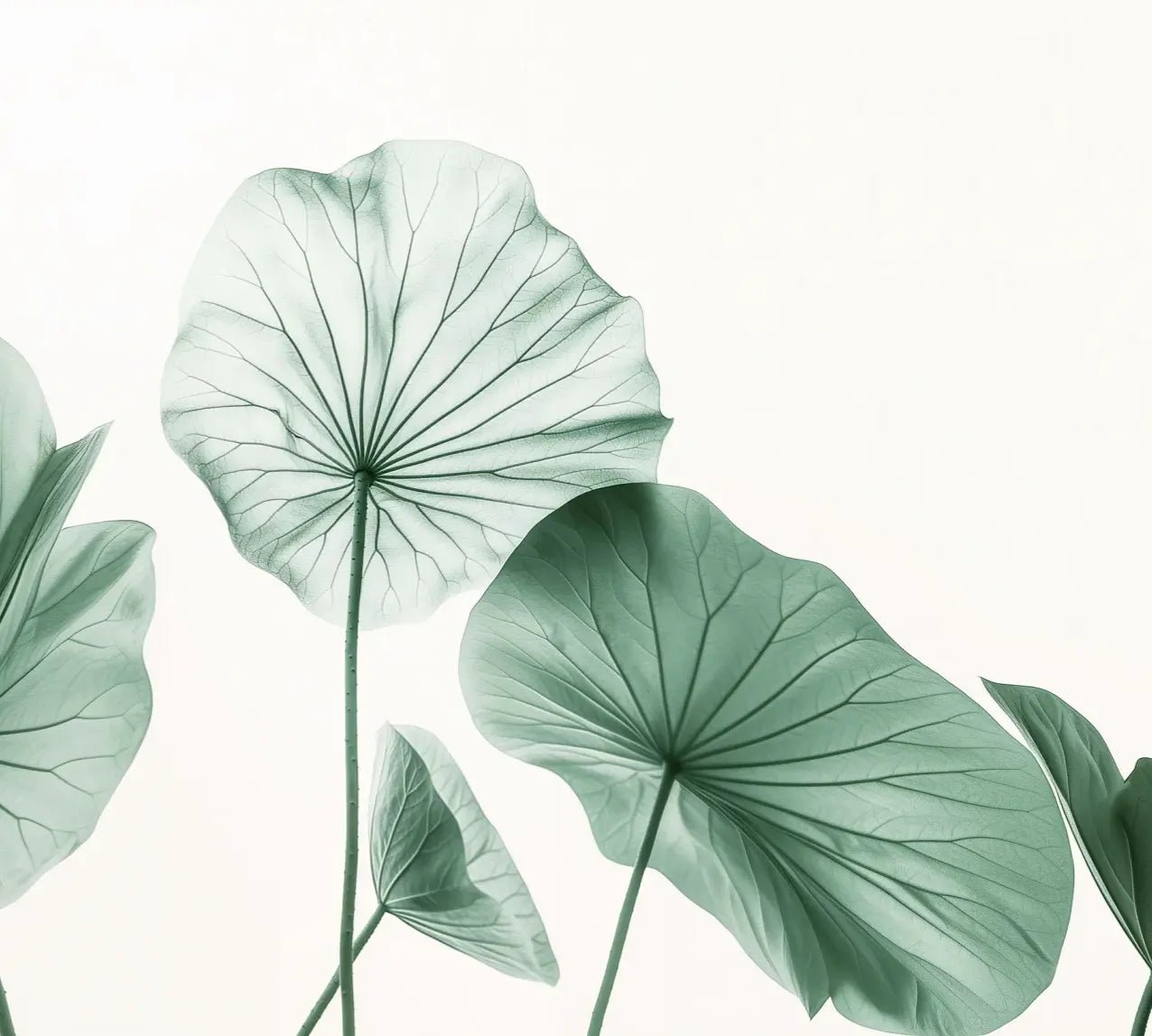 Esprit Lotus - Un Papier Peint Raffiné aux Teintes Douces - Illulart: Papier peint panoramique