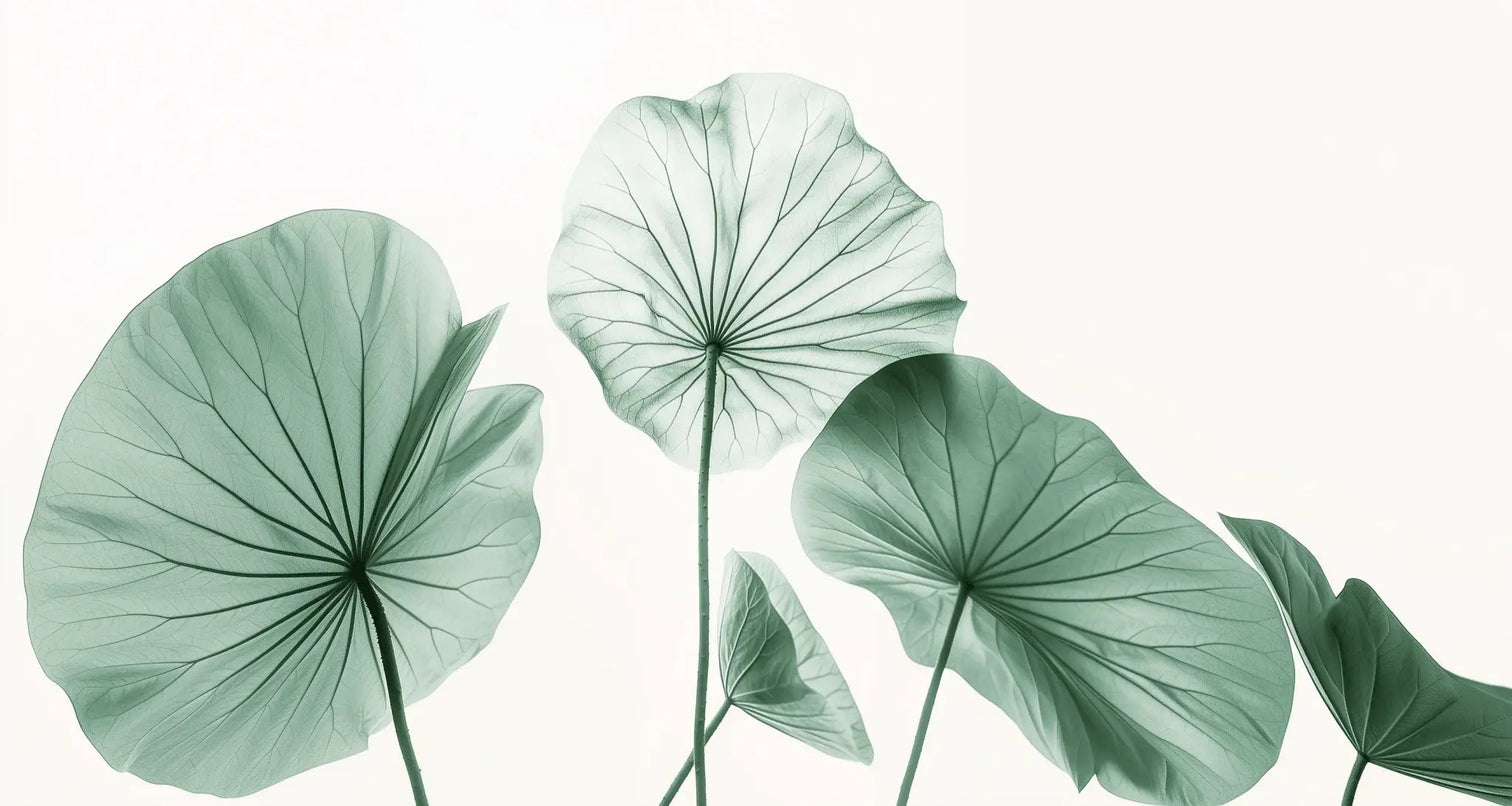 Esprit Lotus - Un Papier Peint Raffiné aux Teintes Douces - Illulart: Papier peint panoramique