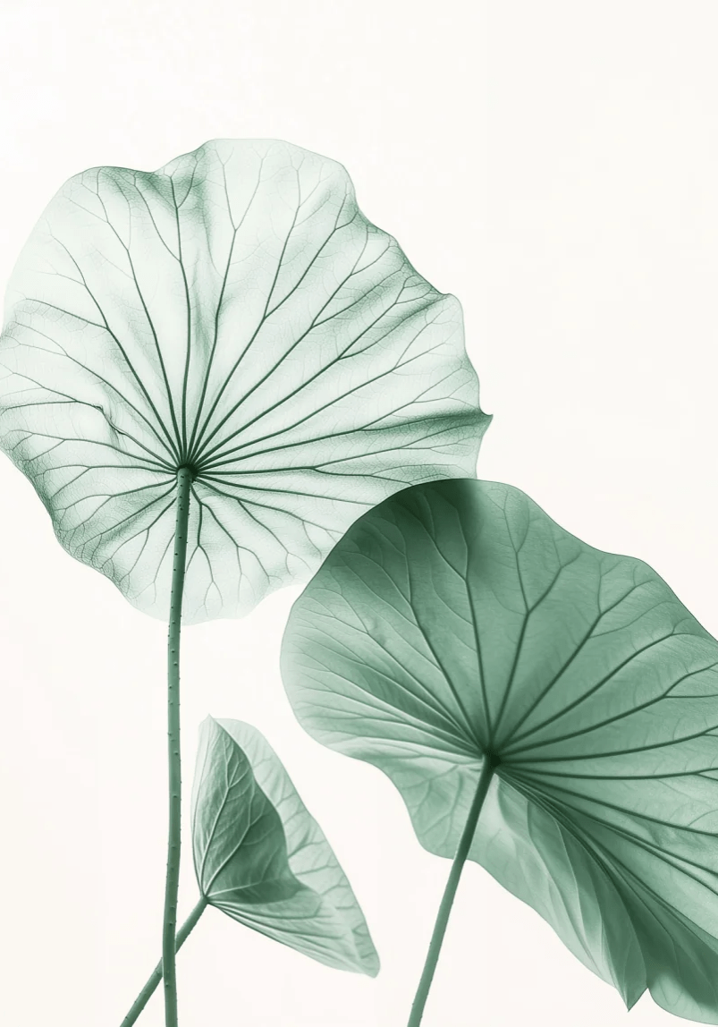 Esprit Lotus - Un Papier Peint Raffiné aux Teintes Douces - Illulart: Papier peint panoramique