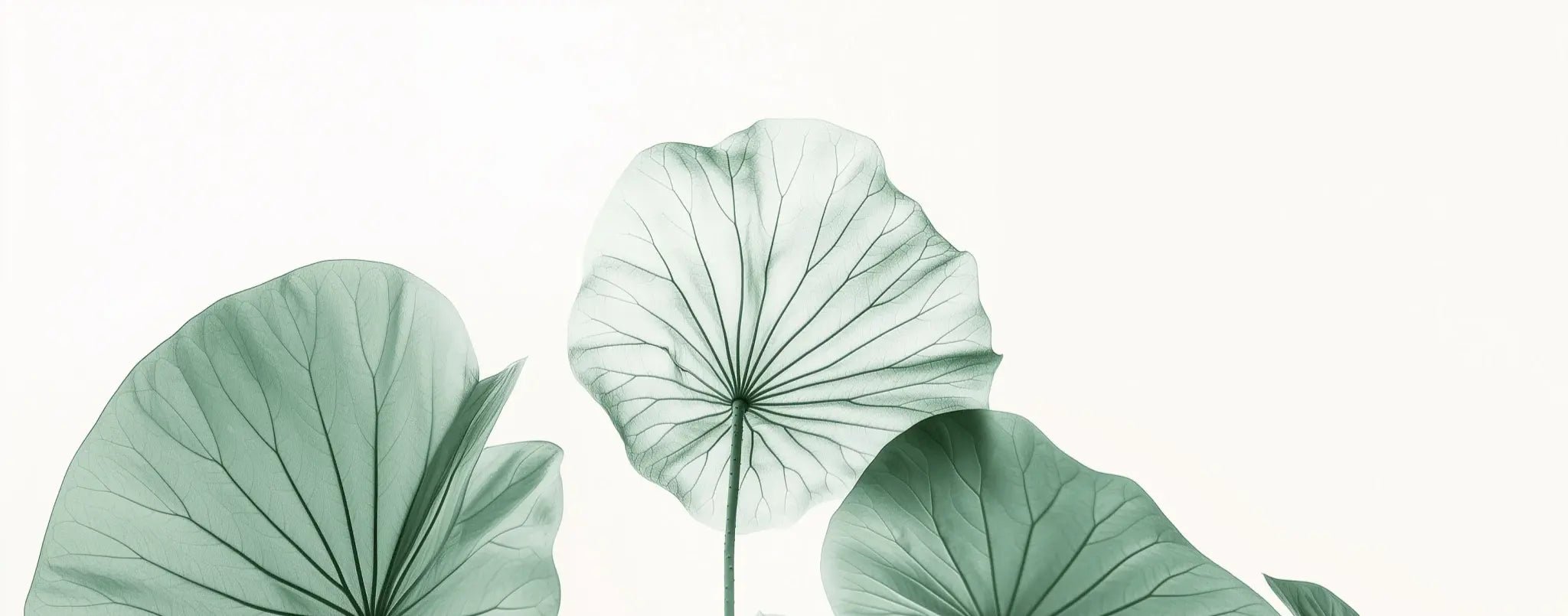 Esprit Lotus - Un Papier Peint Raffiné aux Teintes Douces